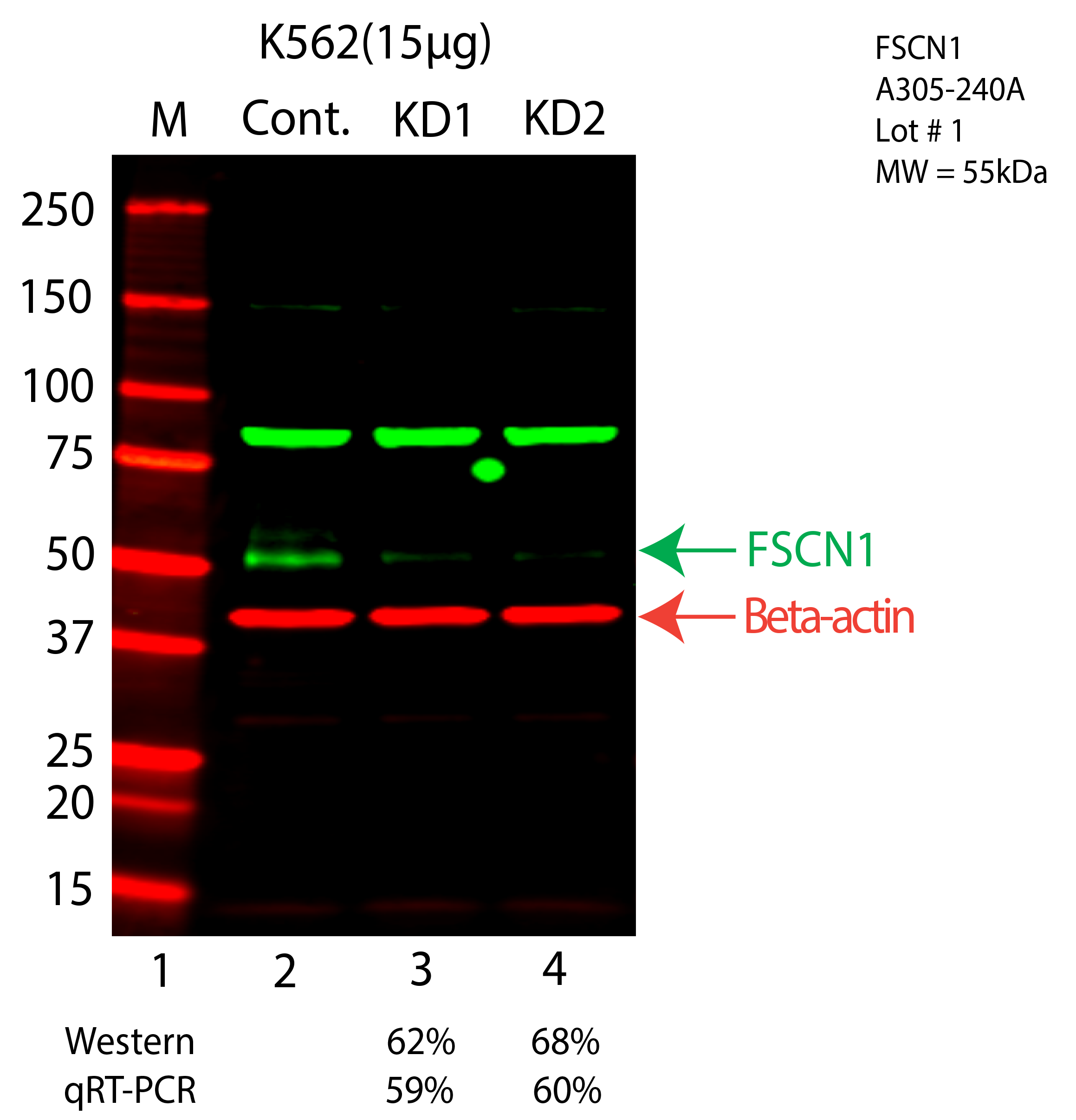 FSCN1-K562-CRISPR-A305-240A.png<br>Caption: Western blot following CRISPR against FSCN1 in K562 whole cell lysate using FSCN1 specific antibody. Lane 1 is a ladder, lane 2 is K562 non-targeting control knockdown, lane 3 and 4 are two different CRISPR against FSCN1. FSCN1 protein appears as the green arrow, Beta-actin serves as a control and appears in red arrow.