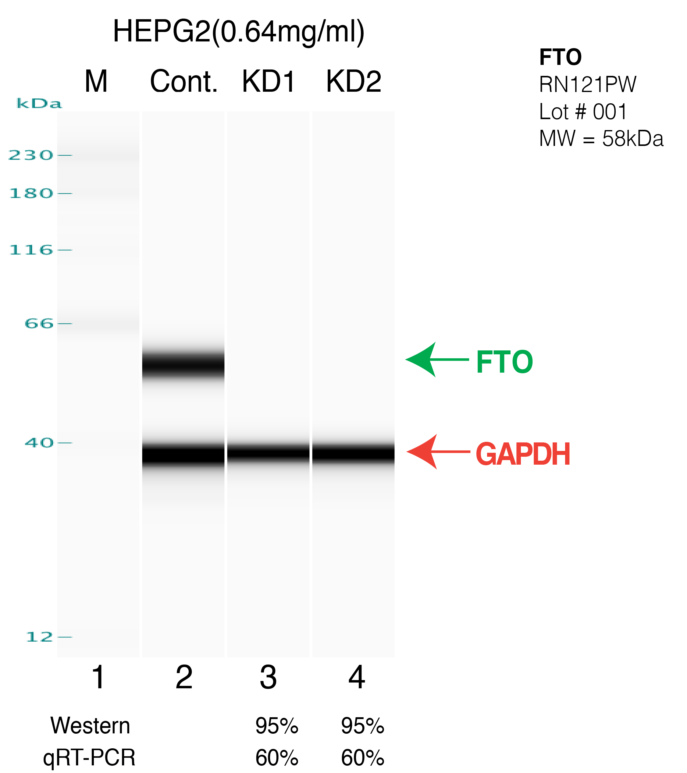 FTO-HEPG2.png<br>Caption: Western blot following shRNA against FTO in HepG2 whole cell lysate using FTO specific antibody. Lane 1 is a ladder, lane 2 is HepG2 non-targeting control knockdown, lane 3 and 4 are two different shRNAs against FTO.FTO protein appears as the green arrow, GAPDH serves as a control and appears in red arrow.