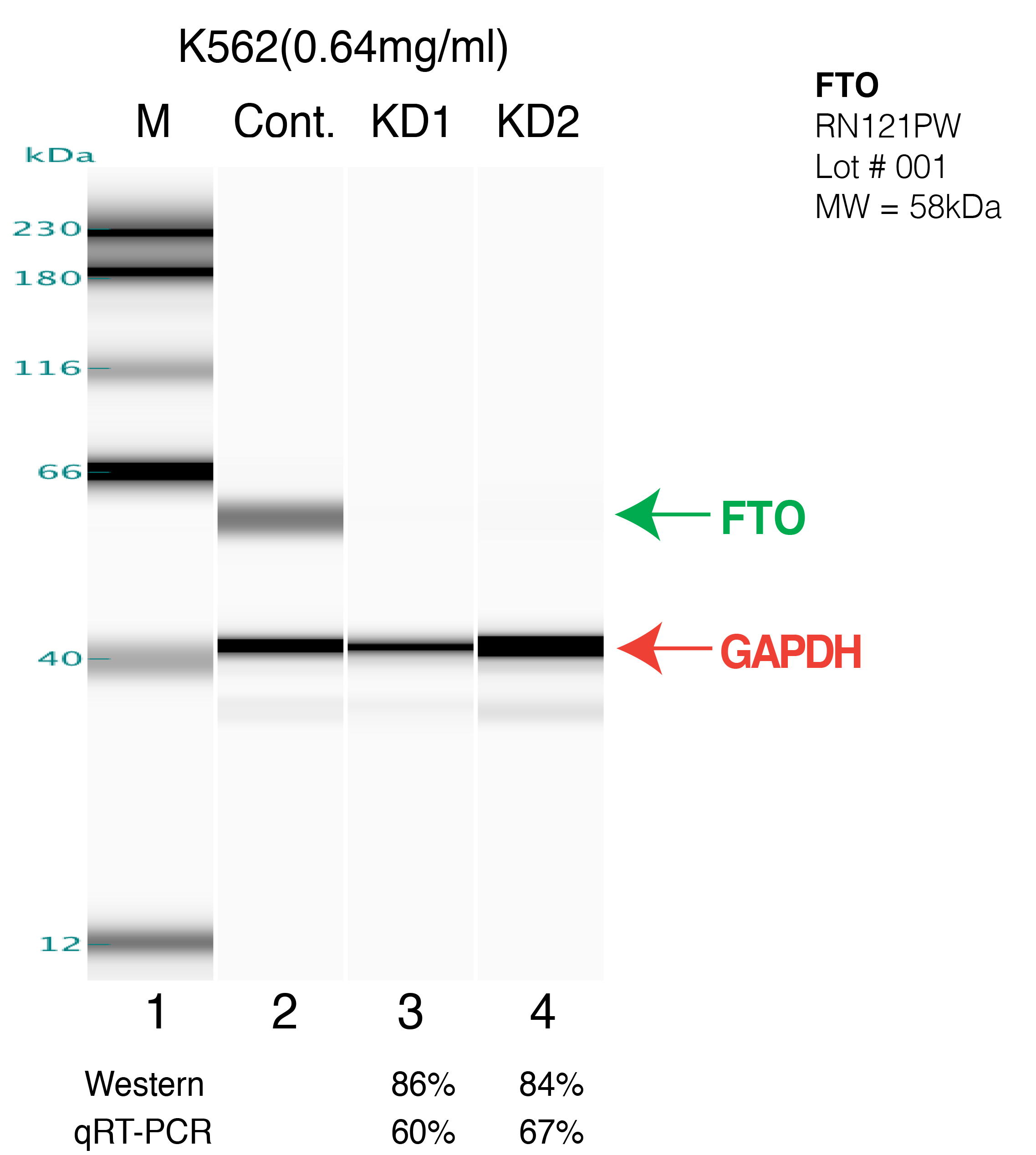 FTO-K562.png<br>Caption: Western blot following shRNA against FTO in k562 whole cell lysate using FTO specific antibody. Lane 1 is a ladder, lane 2 is k562 non-targeting control knockdown, lane 3 and 4 are two different shRNAs against FTO.FTO protein appears as the green arrow, GAPDH serves as a control and appears in red arrow.