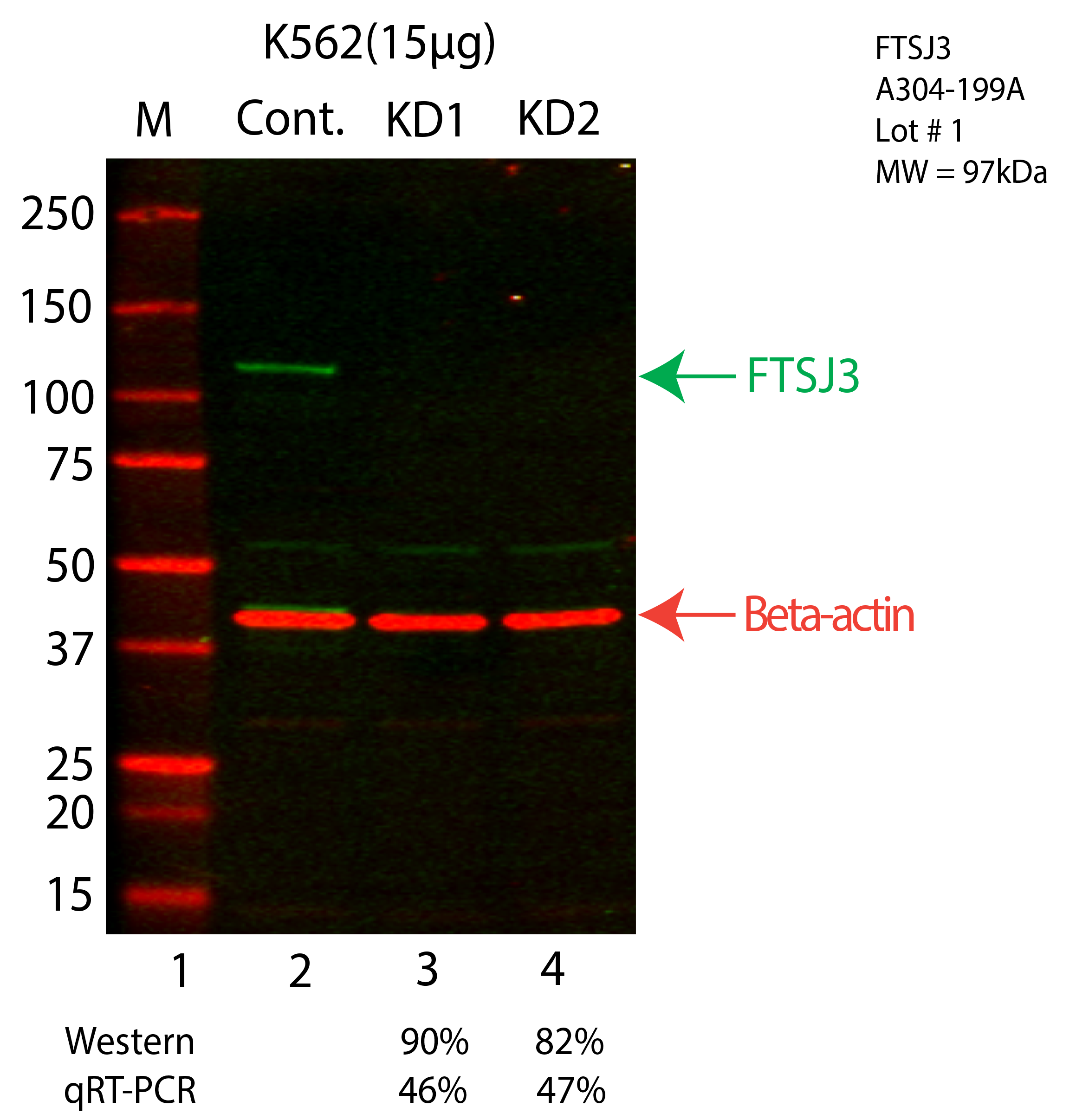 FTSJ3-K562-CRISPR-A304-199A.png<br>Caption: Western blot following CRISPR against FTSJ3 in K562 whole cell lysate using FTSJ3 specific antibody. Lane 1 is a ladder, lane 2 is K562 non-targeting control knockdown, lane 3 and 4 are two different CRISPR against FTSJ3. FTSJ3 protein appears as the green arrow, Beta-actin serves as a control and appears in red arrow.