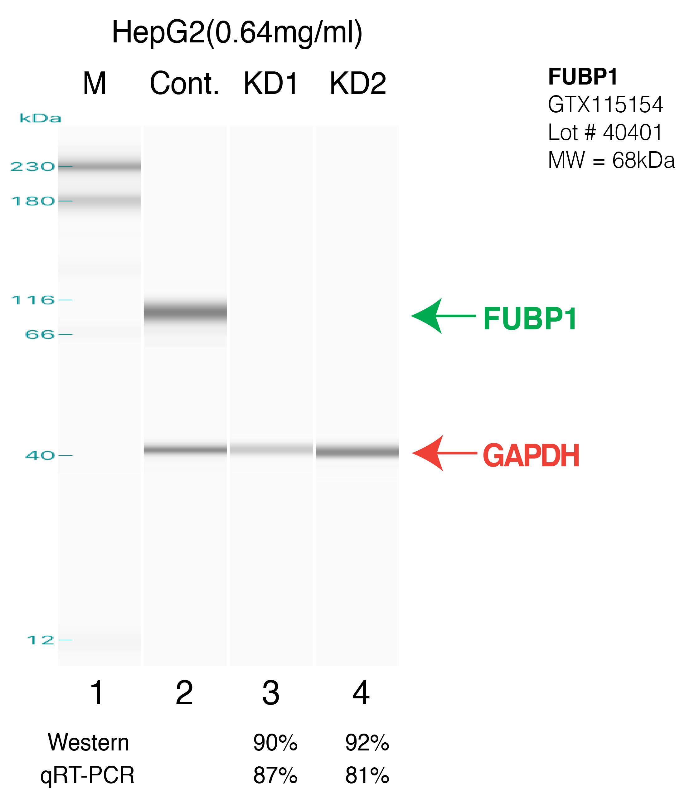 FUBP1-HEPG2.png<br>Caption: Western blot following shRNA against FUBP1 in HepG2 whole cell lysate using FUBP1 specific antibody. Lane 1 is a ladder, lane 2 is HepG2 non-targeting control knockdown, lane 3 and 4 are two different shRNAs against FUBP1.FUBP1 protein appears as the green arrow, GAPDH serves as a control and appears in red arrow.