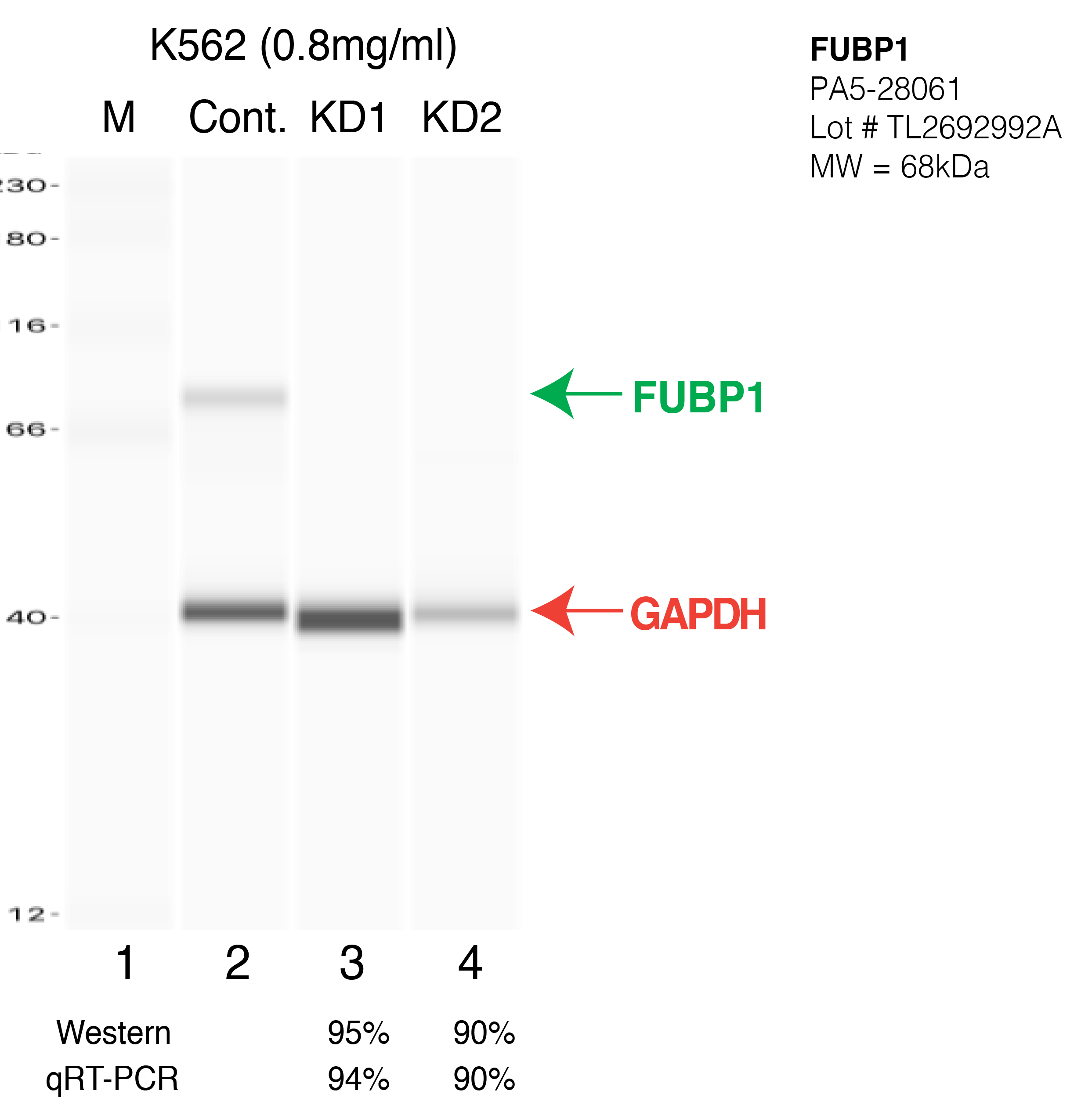 FUBP1-K562-PA5-28061.png<br>Caption: Western blot following shRNA against FUBP1 in K562 whole cell lysate using FUBP1 specific antibody. Lane 1 is a ladder, lane 2 is K562 non-targeting control knockdown, lane 3 and 4 are two different shRNA against FUBP1. FUBP1 protein appears as the green arrow, GAPDH serves as a control and appears in red arrow.