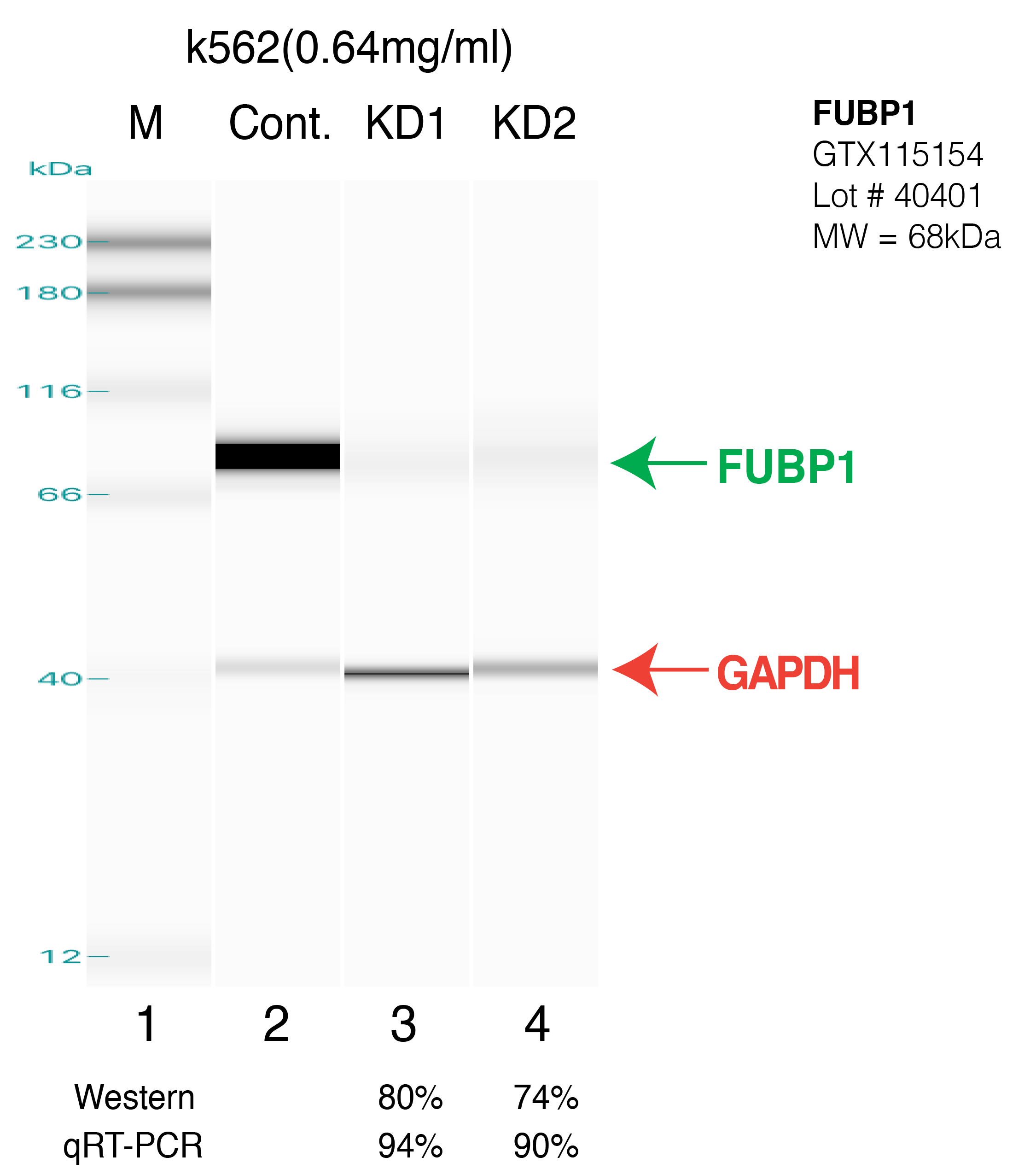 FUBP1-k562.png<br>Caption: Western blot following shRNA against FUBP1 in K562 whole cell lysate using FUBP1 specific antibody. Lane 1 is a ladder, lane 2 is k562 non-targeting control knockdown, lane 3 and 4 are two different shRNAs against FUBP1.FUBP1 protein appears as the green arrow, GAPDH serves as a control and appears in red arrow.