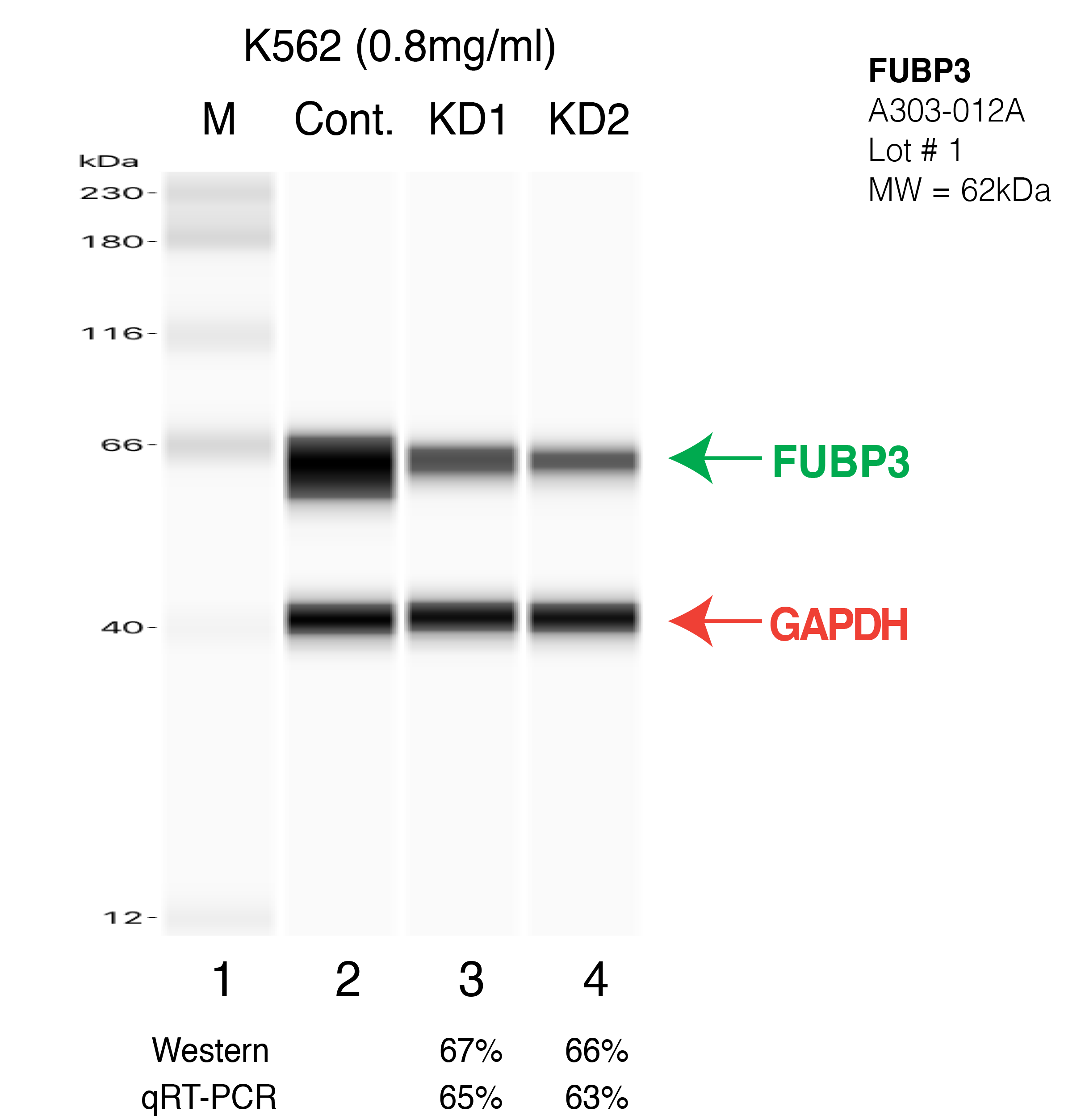 FUBP3-K562-CRISPR.png<br>Caption: Western blot following CRISPR against FUBP3 in K562 whole cell lysate using FUBP3 specific antibody. Lane 1 is a ladder, lane 2 is K562 non-targeting control knockdown, lane 3 and 4 are two different CRISPR against FUBP3.FUBP3 protein appears as the green arrow, GAPDH serves as a control and appears in red arrow.