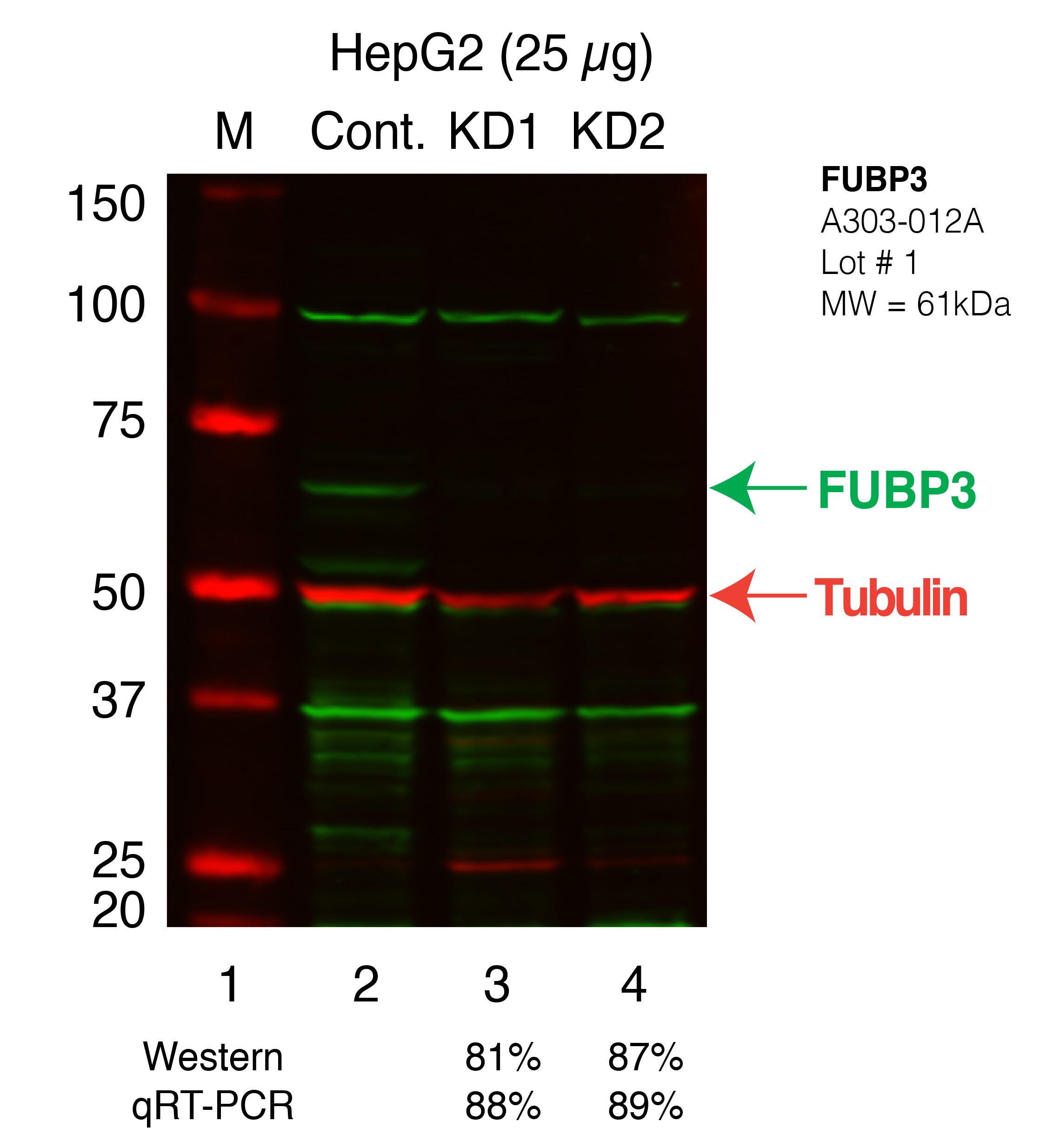 FUBP3_Secondary_Western.png<br>Caption: Western blot following shRNA against FUBP3 in HepG2 whole cell lysate using FUBP3 specific antibody. Lane 1 is a ladder, lane 2 is HepG2 non-targeting control knockdown, lane 3 and 4 are two different shRNAs against FUBP3. FUBP3 protein appears as the green band, Tubulin serves as a control and appears in red.