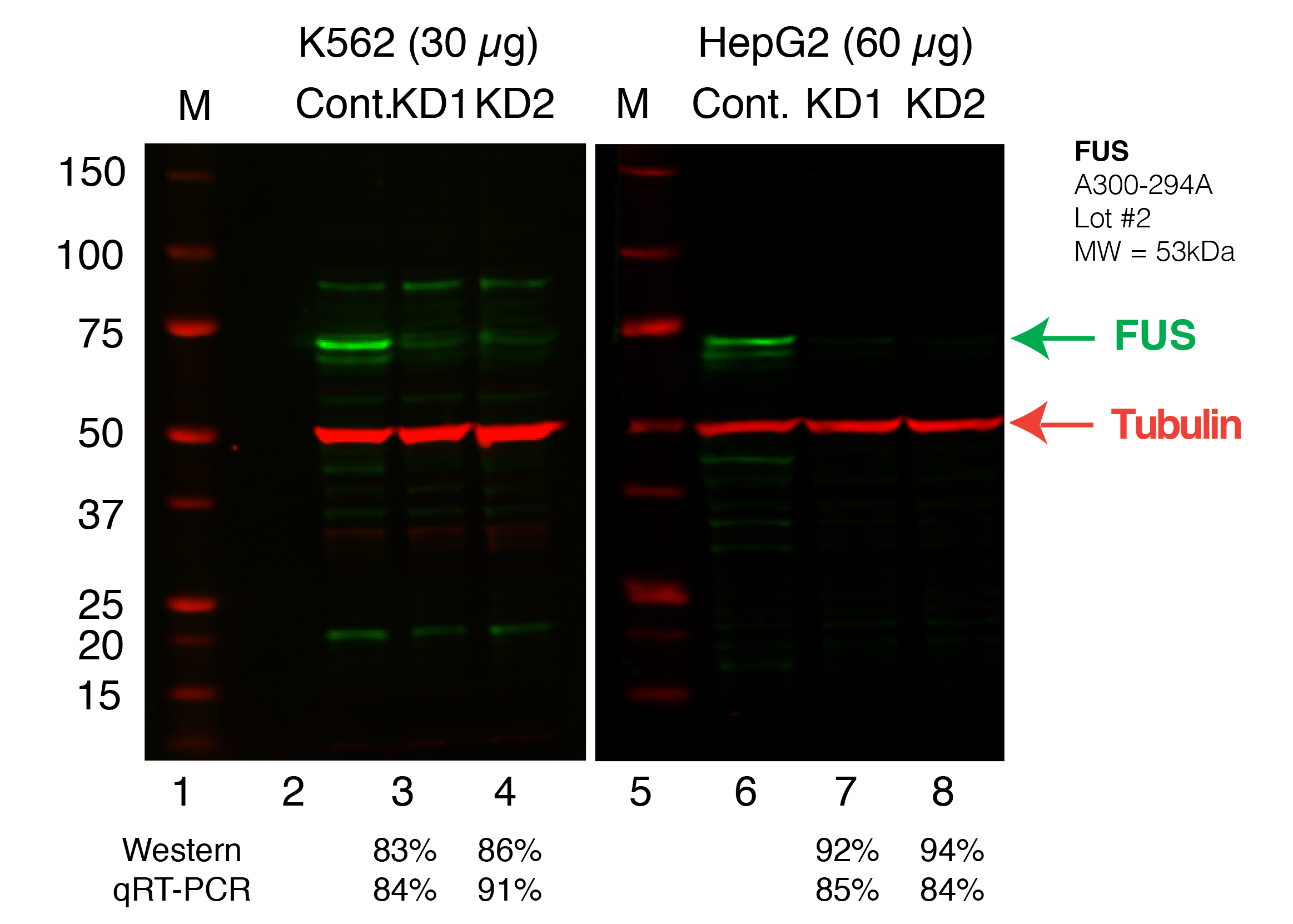 FUS_Secondary_Western.png<br>Caption: Western blot following shRNA against FUS in K562 and HepG2 whole cell lysate using FUS specific antibody. Lane 1 is a ladder, lane 2 is K562 non-targeting control knockdown, lane 2 and 3 are two different shRNAs against FUS. Lanes 5-7 follow the same pattern, but in HepG2. FUS protein appears as the green band, GAPDH serves as a control and appears in red.