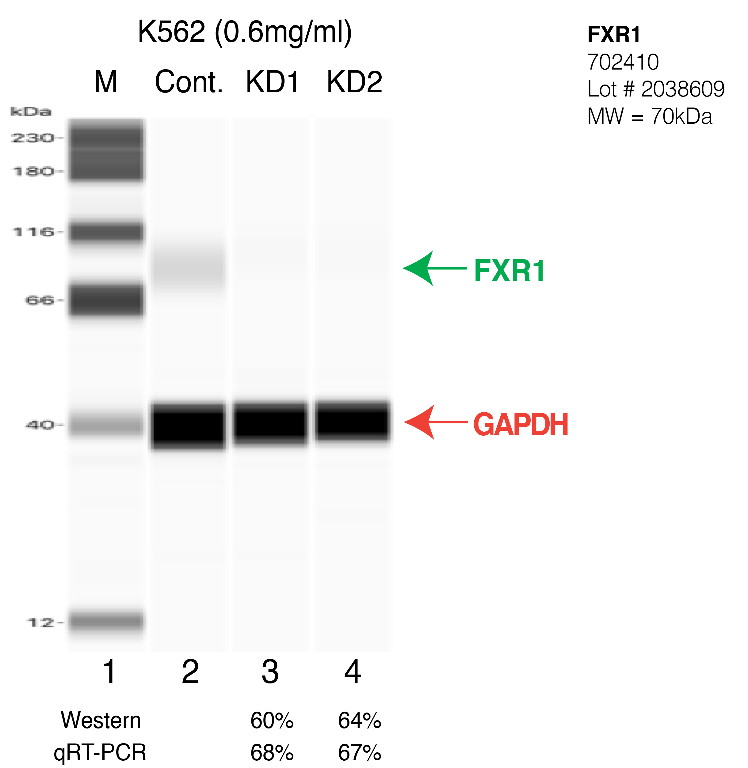 FXR1-K562-702410.png<br>Caption: Western blot following shRNA against FXR1 in K562 whole cell lysate using FXR1 specific antibody. Lane 1 is a ladder, lane 2 is K562 non-targeting control knockdown, lane 3 and 4 are two different shRNA against FXR1. FXR1 protein appears as the green arrow, GAPDH serves as a control and appears in red arrow.