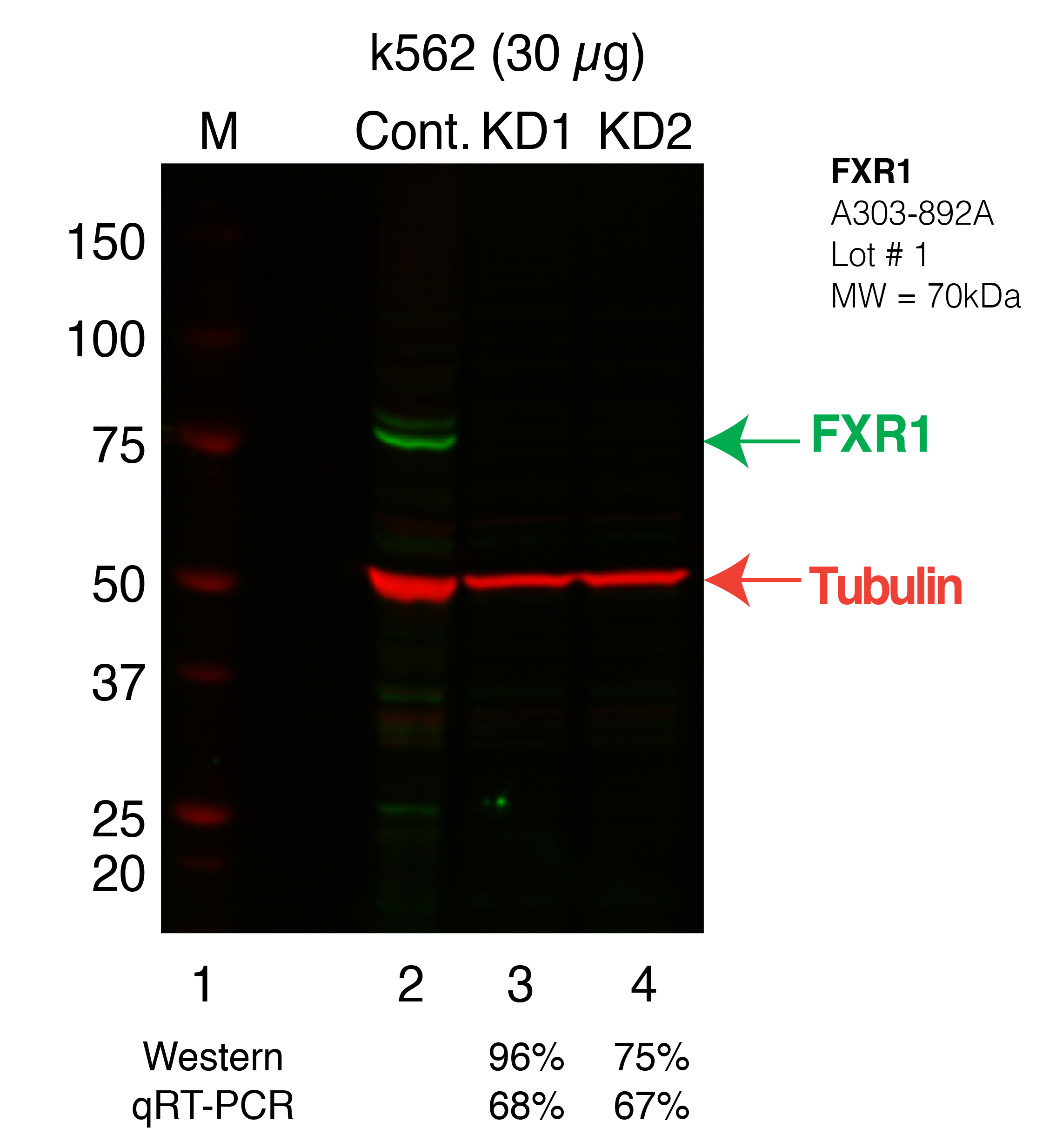 FXR1_Secondary_Western.png<br>Caption: Western blot following shRNA against FXR1 in K562 whole cell lysate using FXR1 specific antibody. Lane 1 is a ladder, lane 2 is K562 non-targeting control knockdown, lane 3 and 4 are two different shRNAs against FXR1. FXR1 protein appears as the green band, Tubulin serves as a control and appears in red.