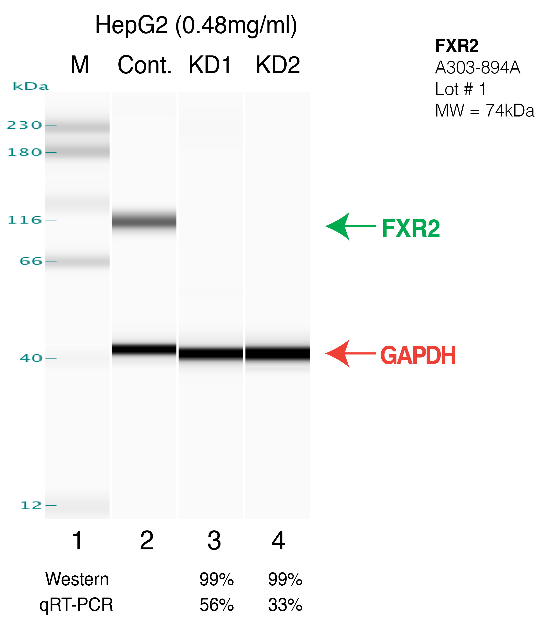 FXR2-HEPG2-CRISPR.png<br>Caption: Western blot following CRISPR against FXR2 in HepG2 whole cell lysate using FXR2 specific antibody. Lane 1 is a ladder, lane 2 is HepG2 non-targeting control knockdown, lane 3 and 4 are two different CRISPR against FXR2. FXR2 protein appears as the green arrow, GAPDH serves as a control and appears in red arrow.