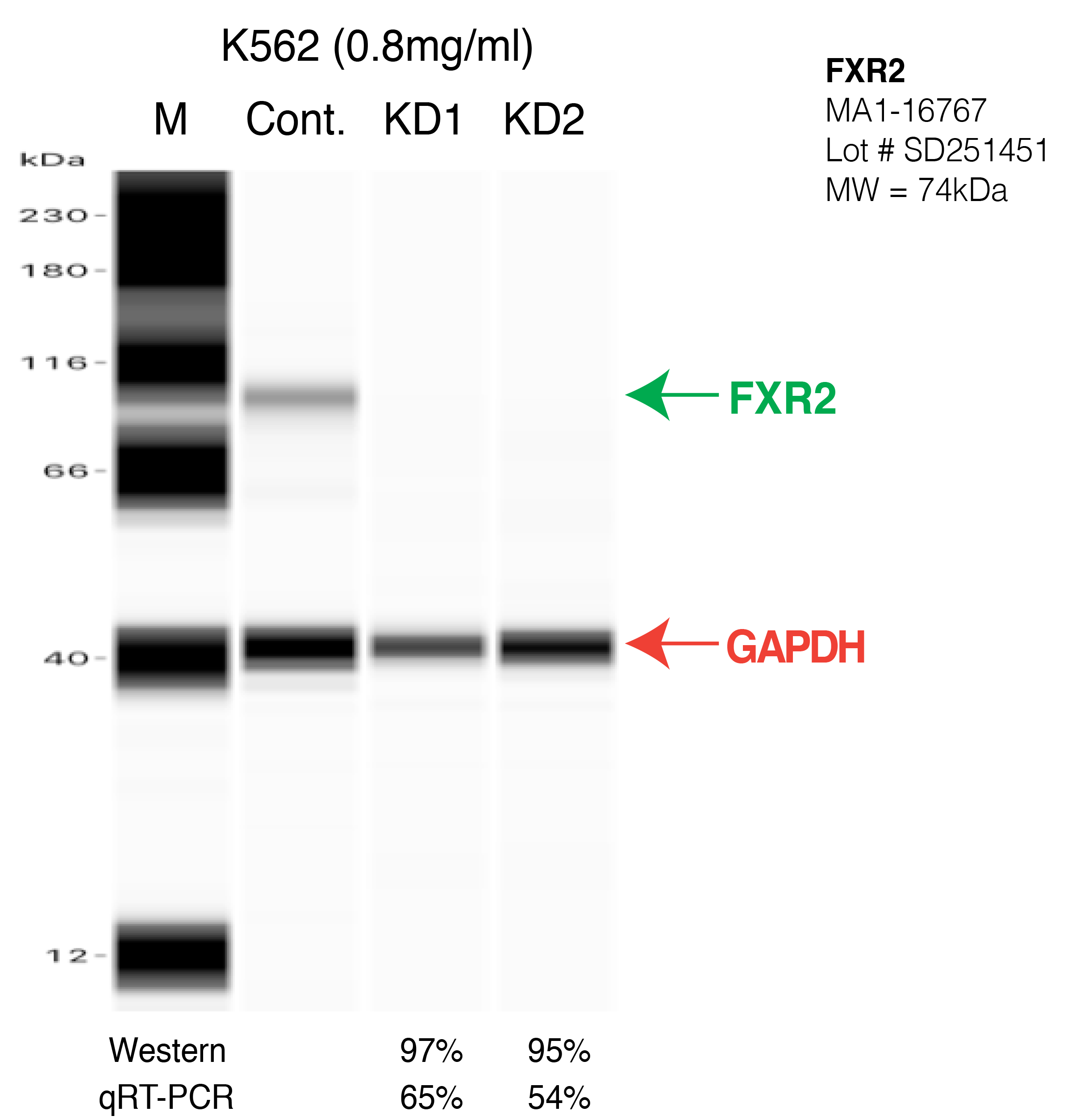 FXR2-K562-CRISPR.png<br>Caption: Western blot following CRISPR against FXR2 in K562 whole cell lysate using FXR2 specific antibody. Lane 1 is a ladder, lane 2 is K562 non-targeting control knockdown, lane 3 and 4 are two different CRISPR against FXR2. FXR2 protein appears as the green arrow, GAPDH serves as a control and appears in red arrow.