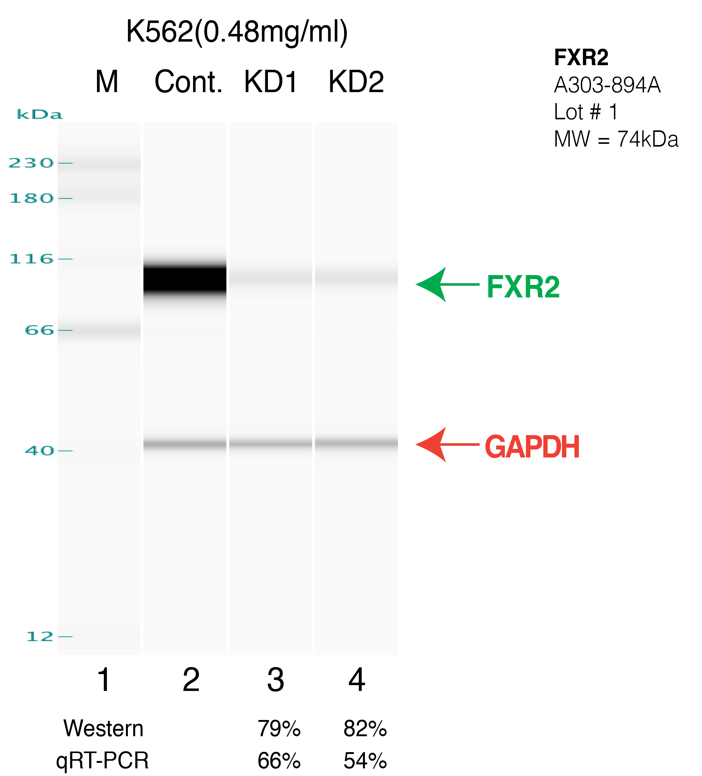 FXR2-k562-CRISPR.png<br>Caption: Western blot following CRISPR against FXR2 in K562 whole cell lysate using FXR2 specific antibody. Lane 1 is a ladder, lane 2 is k562 non-targeting control knockdown, lane 3 and 4 are two different CRISPR against FXR2. FXR2 protein appears as the green arrow, GAPDH serves as a control and appears in red arrow.