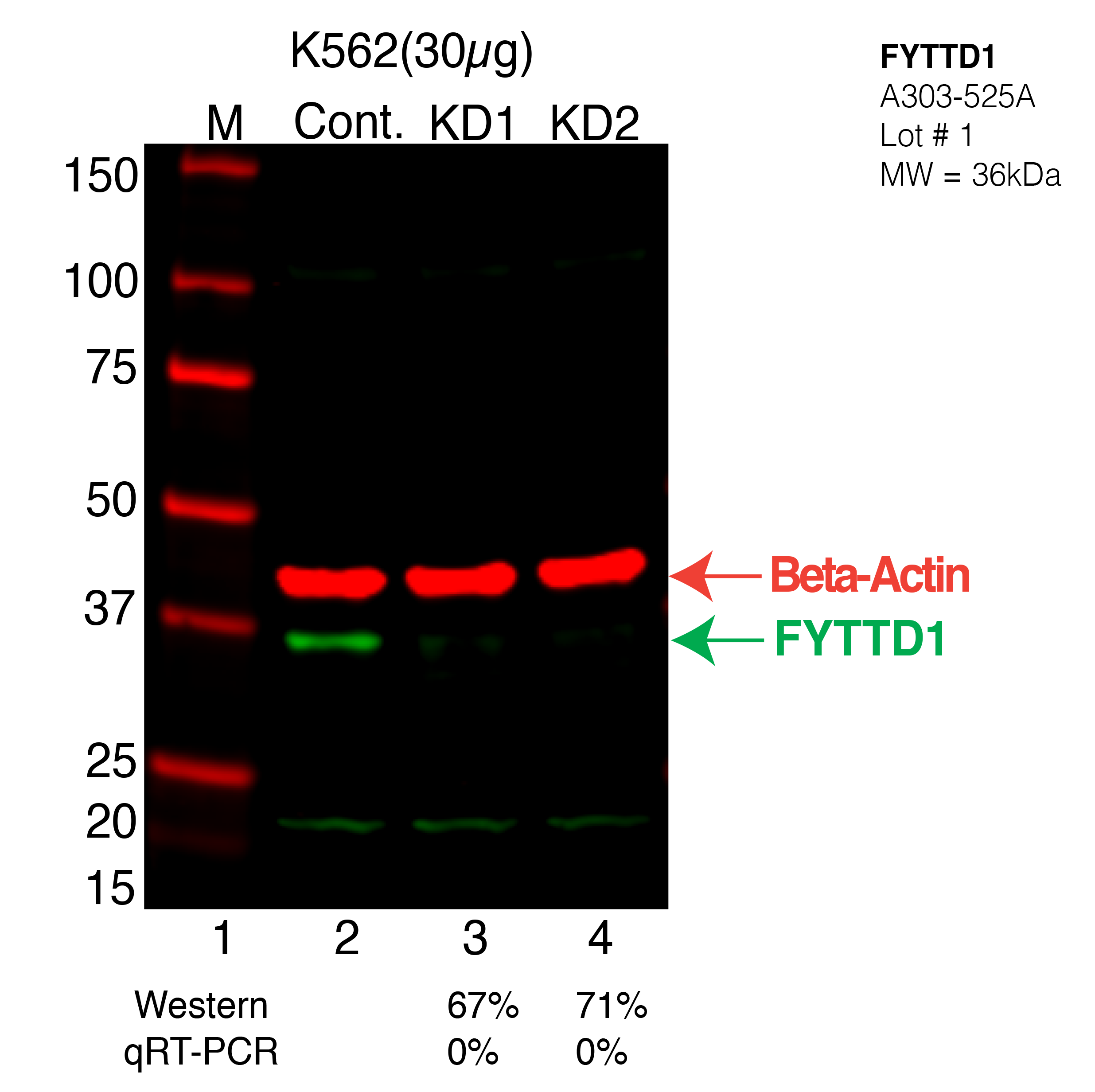 FYTTD1-K562-CRISPR-A303-525A.png<br>Caption: Western blot following CRISPR against FYTTD1 in K562 whole cell lysate using FYTTD1 specific antibody. Lane 1 is a ladder, lane 2 is K562 non-targeting control knockdown, lane 3 and 4 are two different CRISPR against FYTTD1. FYTTD1 protein appears as the green arrow, Beta-actin serves as a control and appears in red arrow.