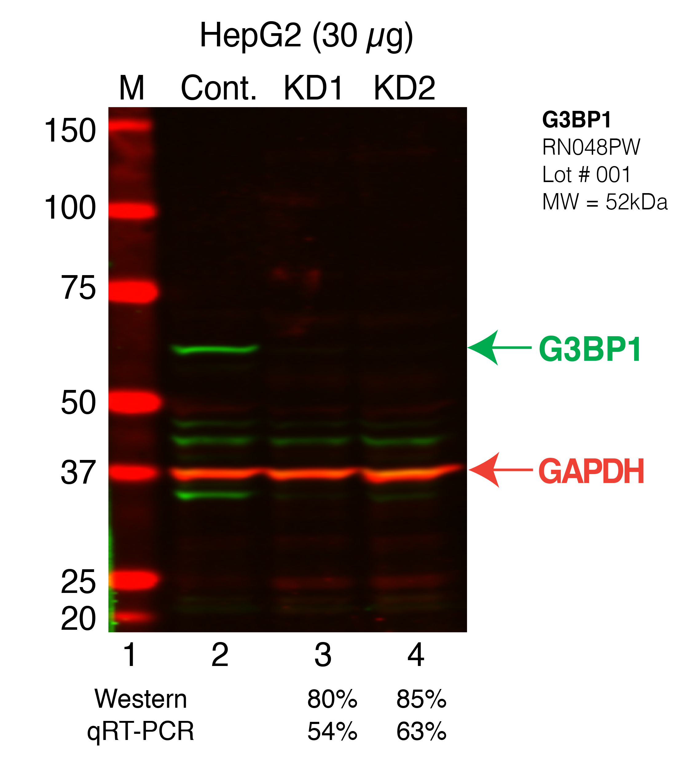 G3BP1-HEPG2_Secondary_Western.png<br>Caption: Western blot following shRNA against G3BP1 in HepG2 whole cell lysate using G3BP1 specific antibody. Lane 1 is a ladder, lane 2 is HepG2 non-targeting control knockdown, lane 3 and 4 are two different shRNAs against G3BP1. G3BP1 protein appears as the green arrow, GAPDH serves as a control and appears in red arrow.