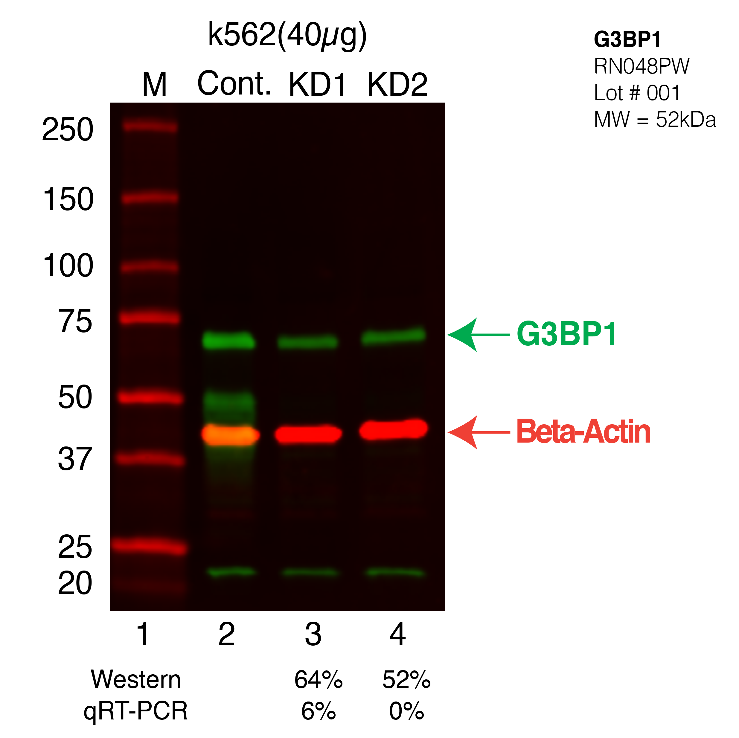 G3BP1-K562-CRISPR.png<br>Caption: Western blot following CRISPR against G3BP1 in K562 whole cell lysate using G3BP1 specific antibody. Lane 1 is a ladder, lane 2 is K562 non-targeting control knockdown, lane 3 and 4 are two different CRISPR against G3BP1. G3BP1 protein appears as the green band, Beta-actin serves as a control and appears in red.