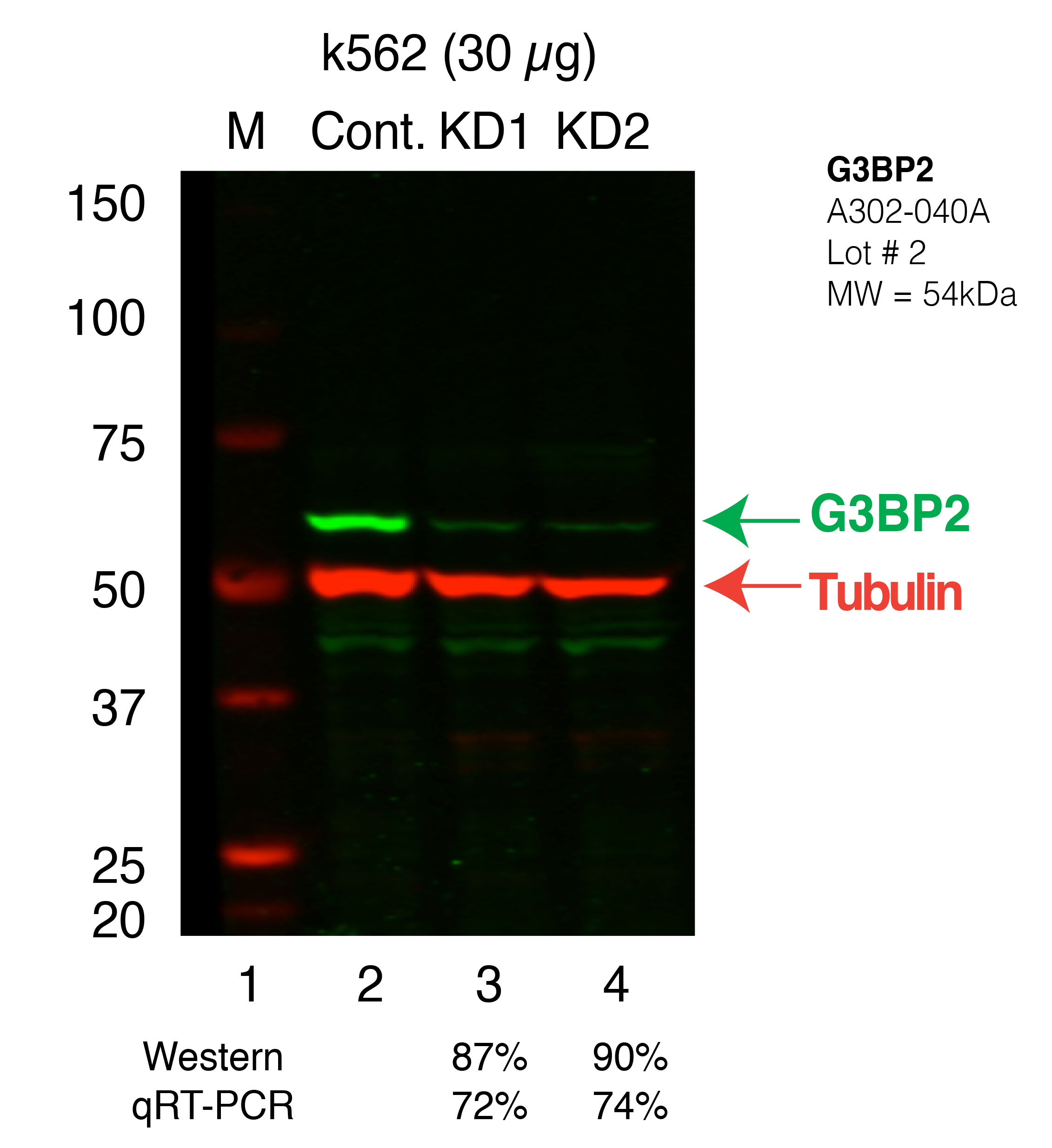 G3BP2_Secondary_Western.png<br>Caption: Western blot following shRNA against G3BP2 in K562 whole cell lysate using G3BP2 specific antibody. Lane 1 is a ladder, lane 2 is K562 non-targeting control knockdown, lane 3 and 4 are two different shRNAs against G3BP2. G3BP2 protein appears as the green band, Tubulin serves as a control and appears in red.