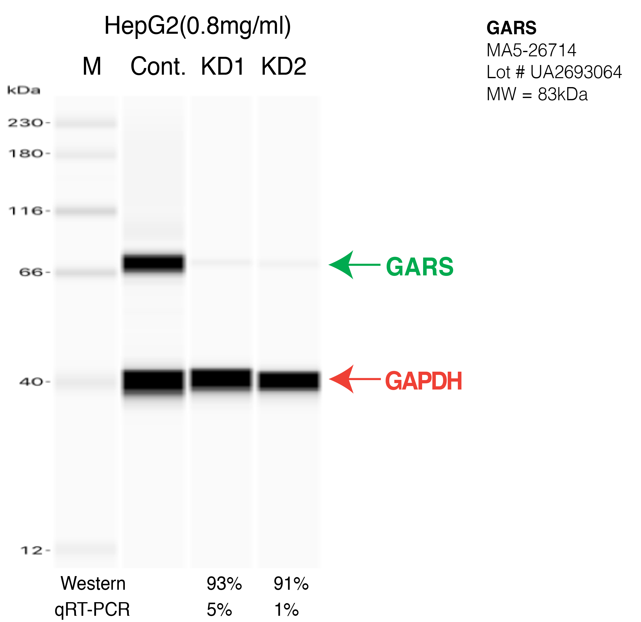 GARS-HEPG2-CRISPR-MA5-26714.png<br>Caption: Western blot following CRISPR against GARS in HepG2 whole cell lysate using GARS specific antibody. Lane 1 is a ladder, lane 2 is HepG2 non-targeting control knockdown, lane 3 and 4 are two different CRISPR against GARS. GARS protein appears as the green arrow, GAPDH serves as a control and appears in red arrow.