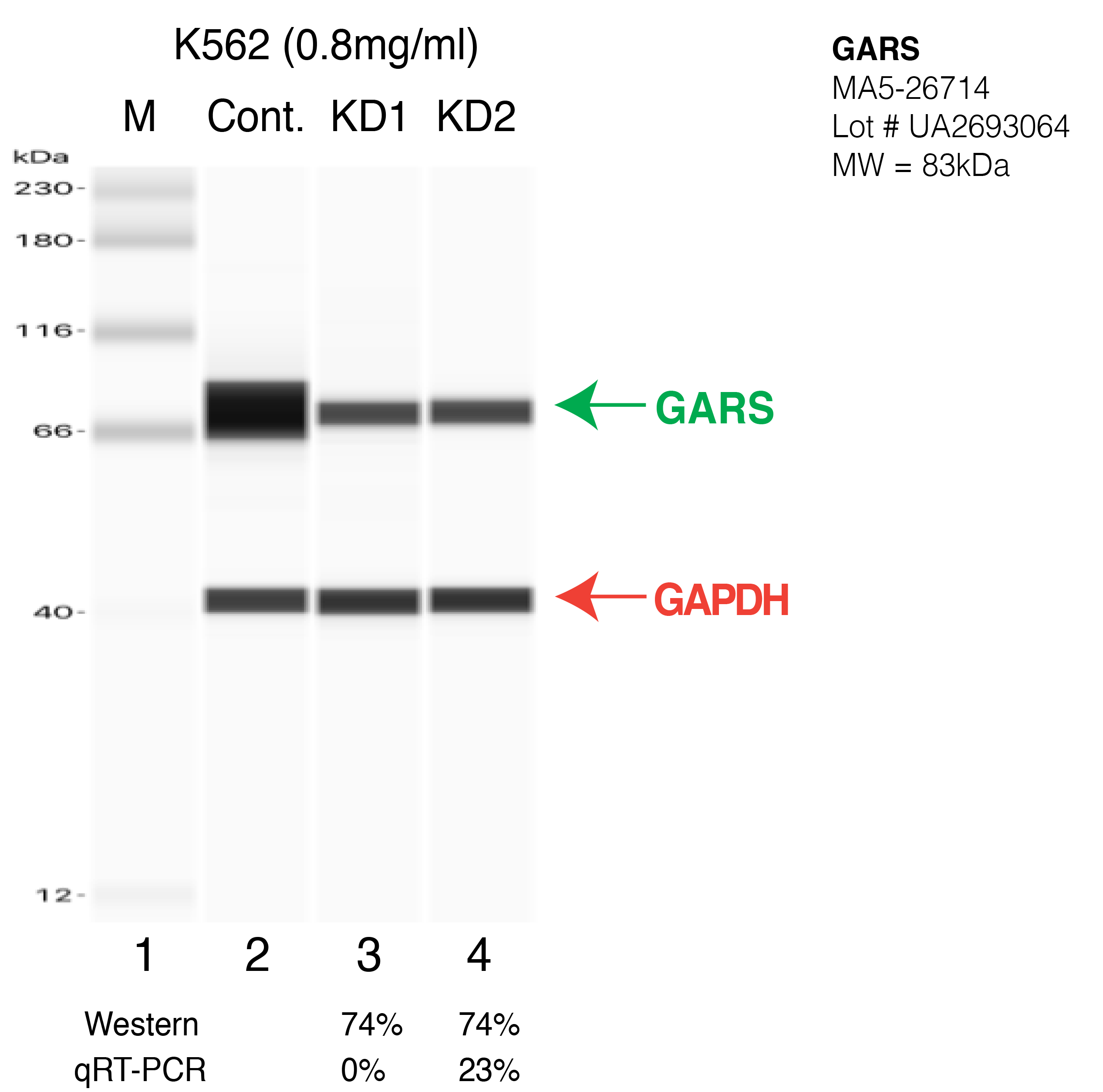 GARS-K562-CRISPR-MA5-26714.png<br>Caption: Western blot following CRISPR against GARS in K562 whole cell lysate using GARS specific antibody. Lane 1 is a ladder, lane 2 is K562 non-targeting control knockdown, lane 3 and 4 are two different CRISPR against GARS. GARS protein appears as the green arrow, GAPDH serves as a control and appears in red arrow.