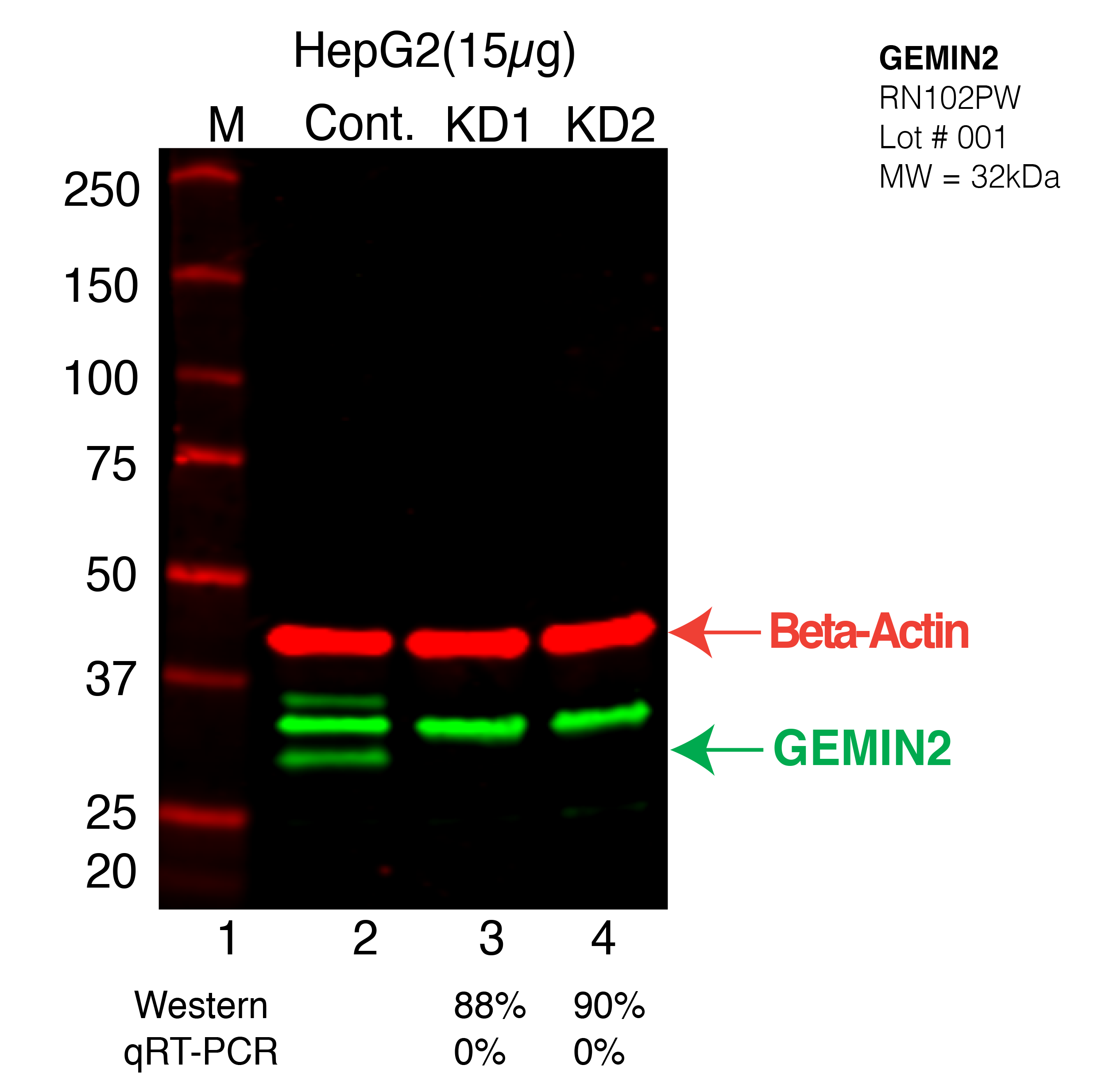 GEMIN2-HEPG2-CRISPR-RN102PW.png<br>Caption: Western blot following CRISPR against GEMIN2 in HepG2 whole cell lysate using GEMIN2 specific antibody. Lane 1 is a ladder, lane 2 is HepG2 non-targeting control knockdown, lane 3 and 4 are two different CRISPR against GEMIN2. GEMIN2 protein appears as the green arrow, Beta-actin serves as a control and appears in red arrow.