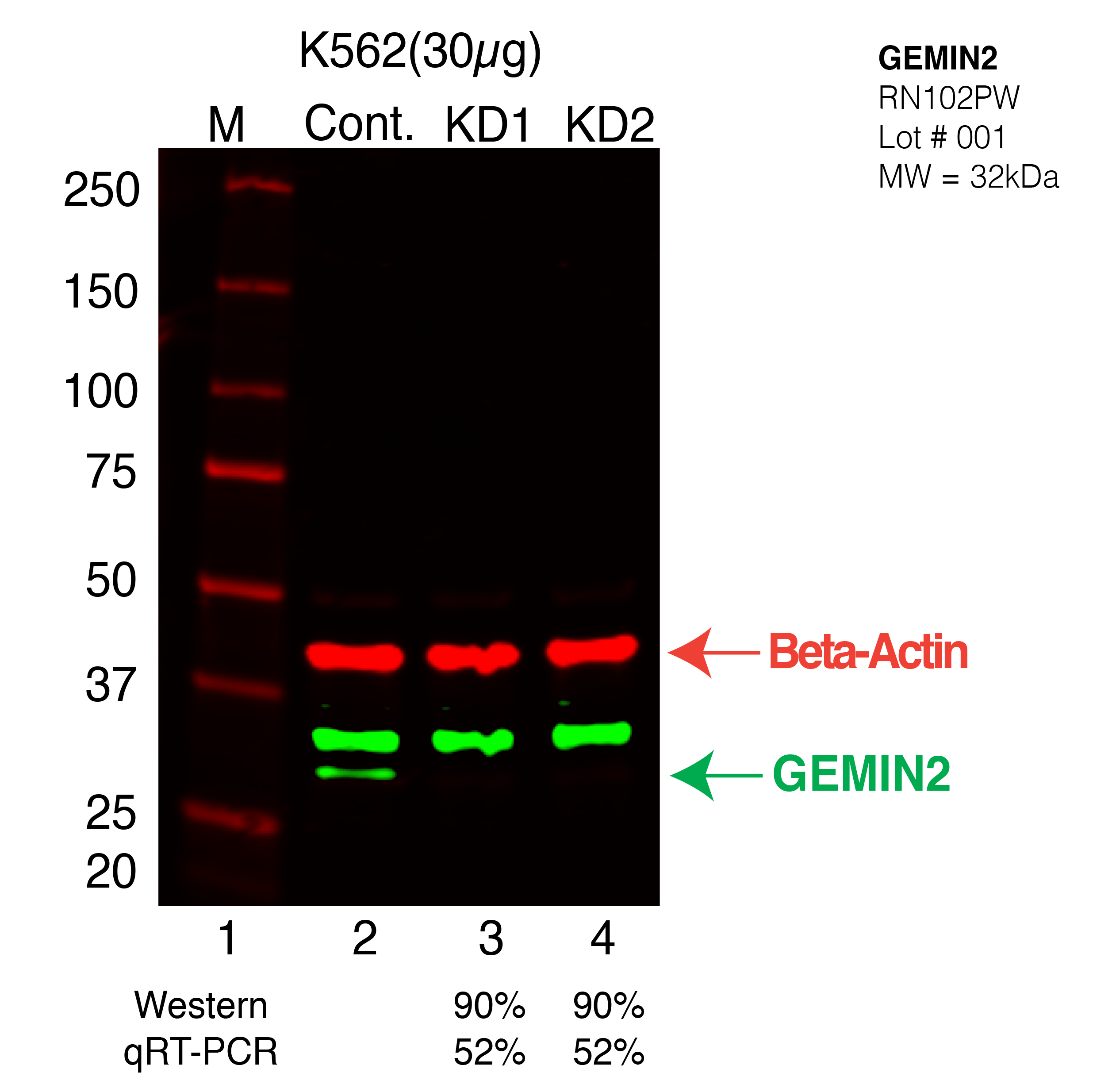 GEMIN2-K562-CRISPR-RN102PW.png<br>Caption: Western blot following CRISPR against GEMIN2 in K562 whole cell lysate using GEMIN2 specific antibody. Lane 1 is a ladder, lane 2 is K562 non-targeting control knockdown, lane 3 and 4 are two different CRISPR against GEMIN2. GEMIN2 protein appears as the green arrow, Beta-actin serves as a control and appears in red arrow.