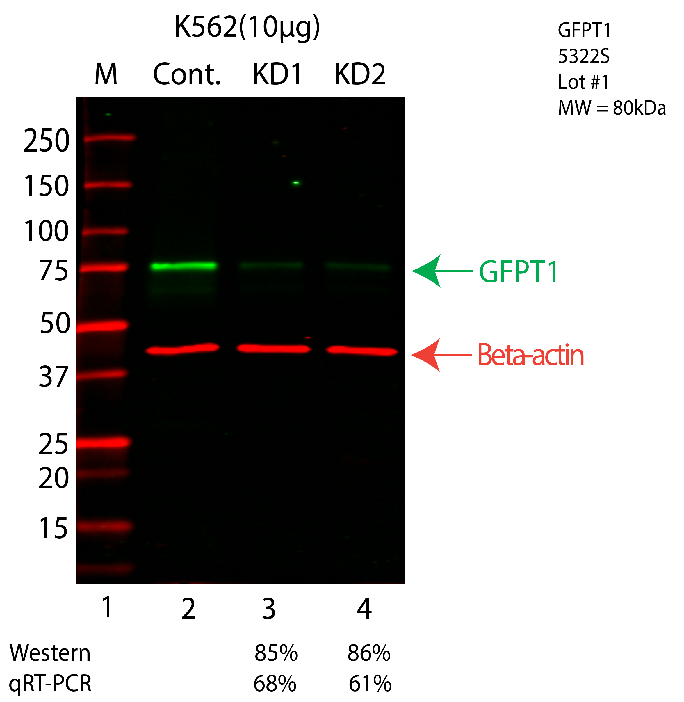 GFPT1-K562-CRISPR-5322S.png<br>Caption: Western blot following CRISPR against GFPT1 in K562 whole cell lysate using GFPT1 specific antibody. Lane 1 is a ladder, lane 2 is K562 non-targeting control knockdown, lane 3 and 4 are two different CRISPR against GFPT1. GFPT1 protein appears as the green arrow, Beta-actin serves as a control and appears in red arrow.