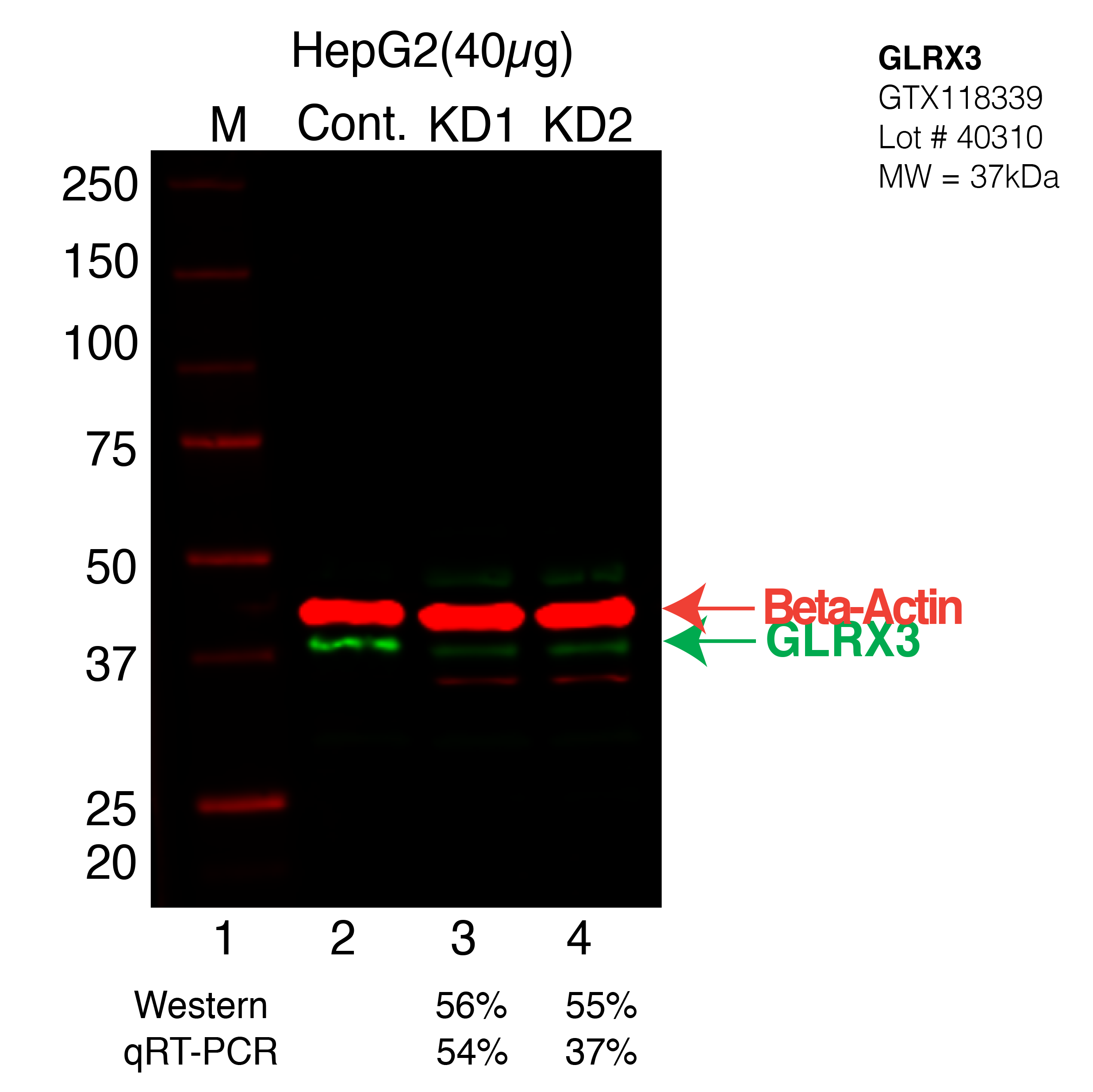 GLRX3-HEPG2-CRISPR.png<br>Caption: Western blot following CRISPR against GLRX3 in HepG2 whole cell lysate using GLRX3 specific antibody. Lane 1 is a ladder, lane 2 is HepG2 non-targeting control knockdown, lane 3 and 4 are two different CRISPR against GLRX3. GLRX3 protein appears as the green band, Beta-actin serves as a control and appears in red.