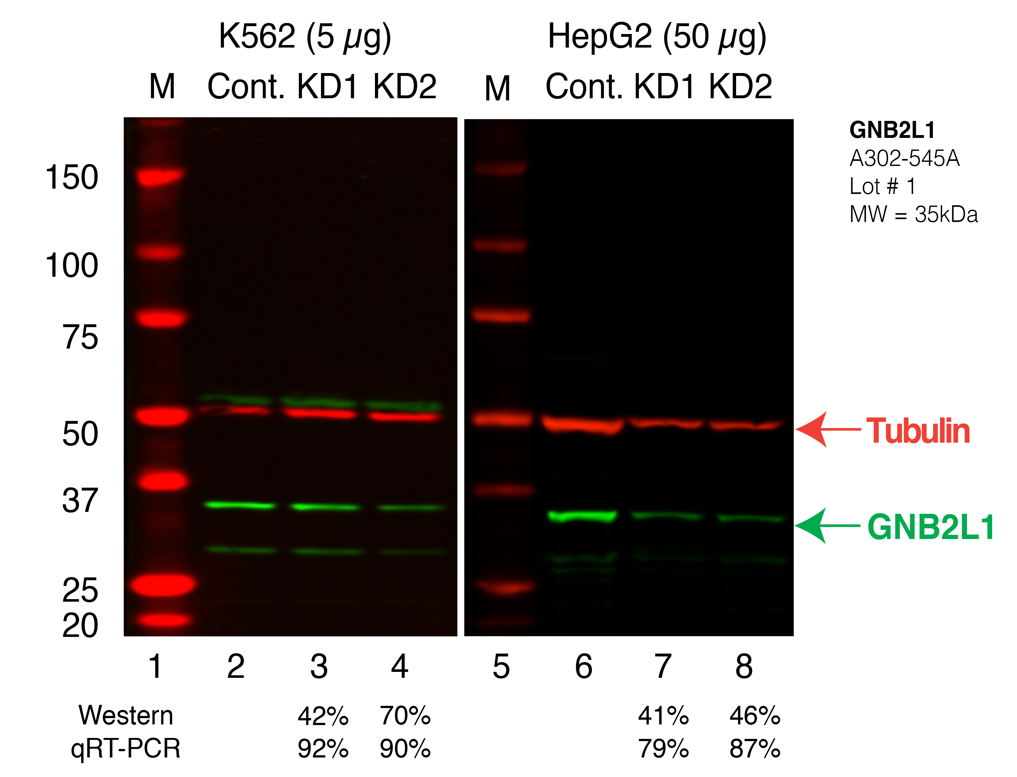 GNB2L1_Secondary_Western.png<br>Caption: Western blot following shRNA against GNB2L1 in K562 and HepG2 whole cell lysate using GNB2L1 specific antibody. Lane 1 is a ladder, lane 2 is K562 non-targeting control knockdown, lane 3 and 4 are two different shRNAs against GNB2L1. Lanes 5-8 follow the same pattern, but in HepG2. GNB2L1 protein appears as the green band, Tubulin serves as a control and appears in red.