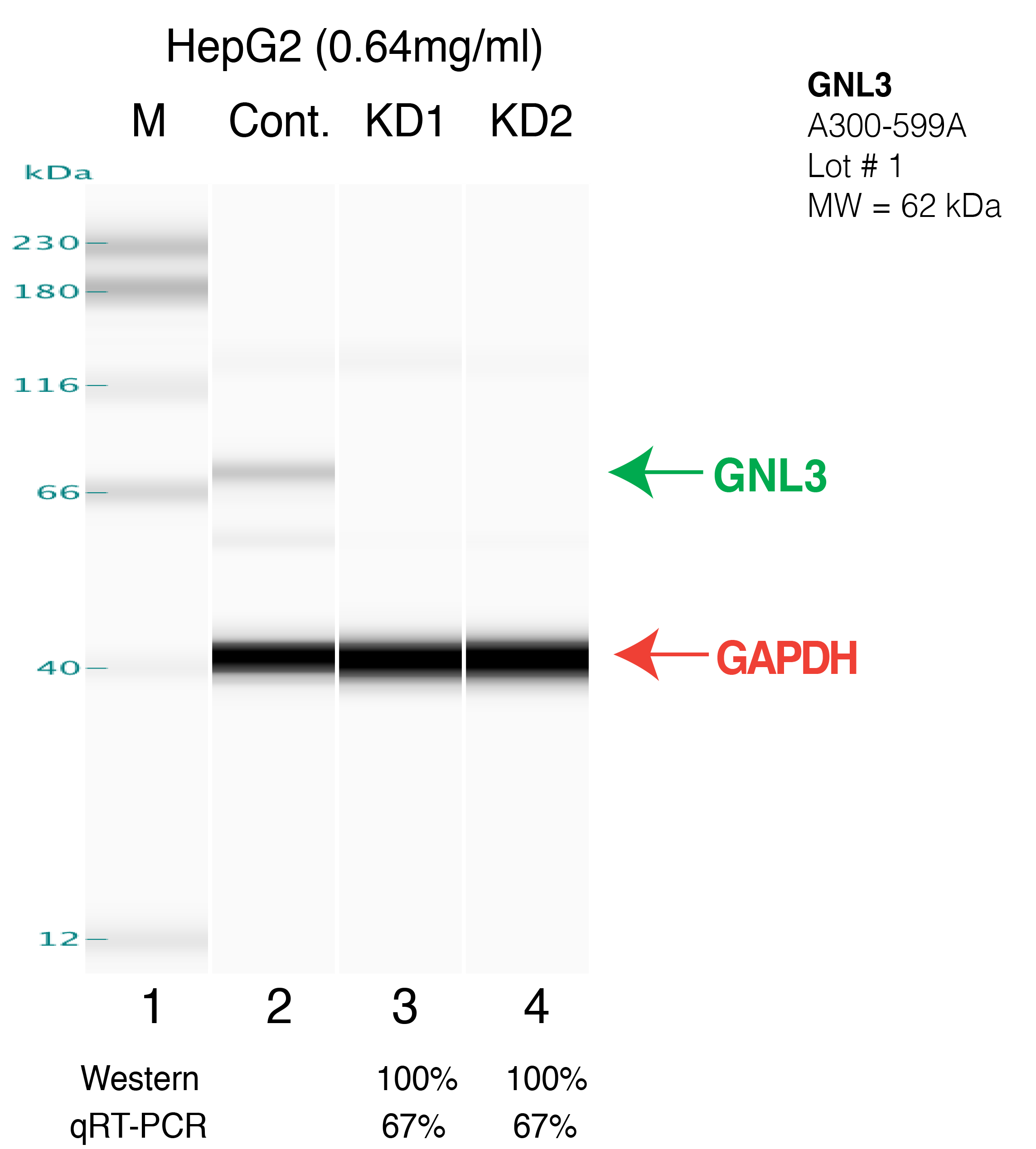 GNL3-HEPG2-CRISPR.png<br>Caption: Western blot following CRISPR against GNL3 in HepG2 whole cell lysate using GNL3 specific antibody. Lane 1 is a ladder, lane 2 is HepG2 non-targeting control knockdown, lane 3 and 4 are two different CRISPR against GNL3. GNL3 protein appears as the green arrow, GAPDH serves as a control and appears in red arrow.