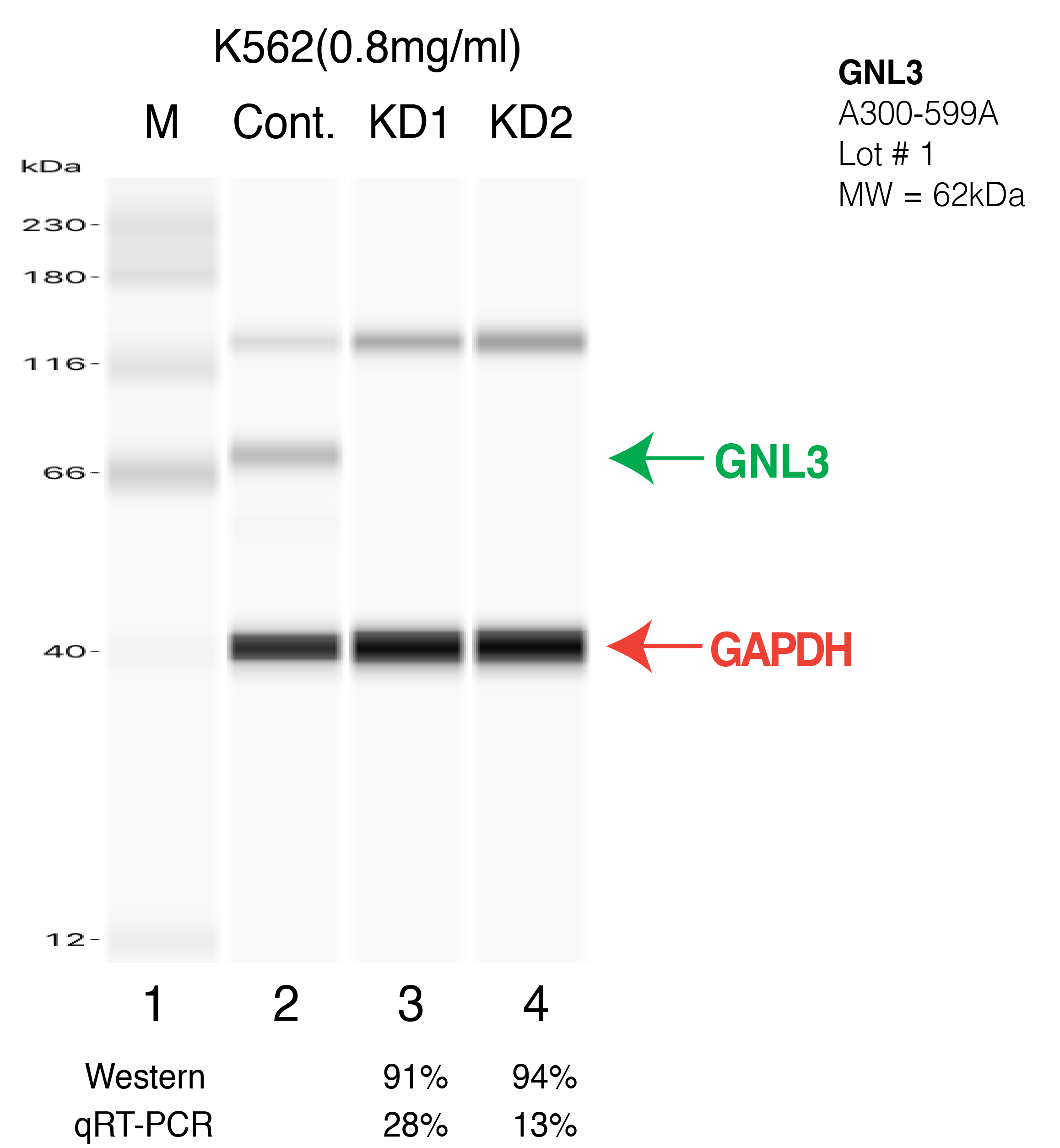 GNL3-K562-CRISPR.png<br>Caption: Western blot following CRISPR against GNL3 in K562 whole cell lysate using GNL3 specific antibody. Lane 1 is a ladder, lane 2 is K562 non-targeting control knockdown, lane 3 and 4 are two different CRISPR against GNL3.GNL3 protein appears as the green arrow, GAPDH serves as a control and appears in red arrow.