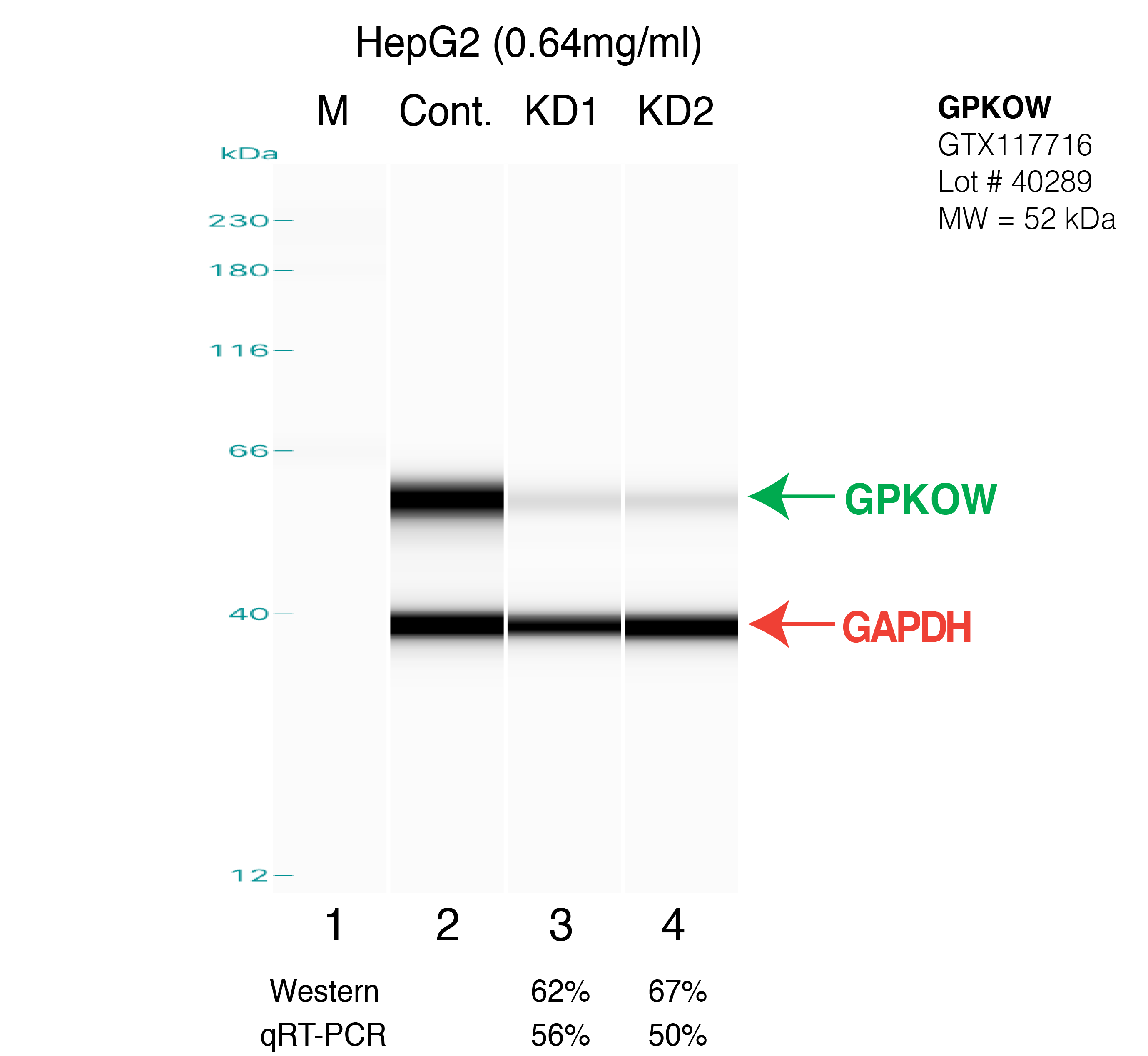 GPKOW-HEPG2.png<br>Caption: Western blot following shRNA against GPKOW in HepG2 whole cell lysate using GPKOW specific antibody. Lane 1 is a ladder, lane 2 is HepG2 non-targeting control knockdown, lane 3 and 4 are two different shRNAs against GPKOW.GPKOW protein appears as the green arrow, GAPDH serves as a control and appears in red arrow.