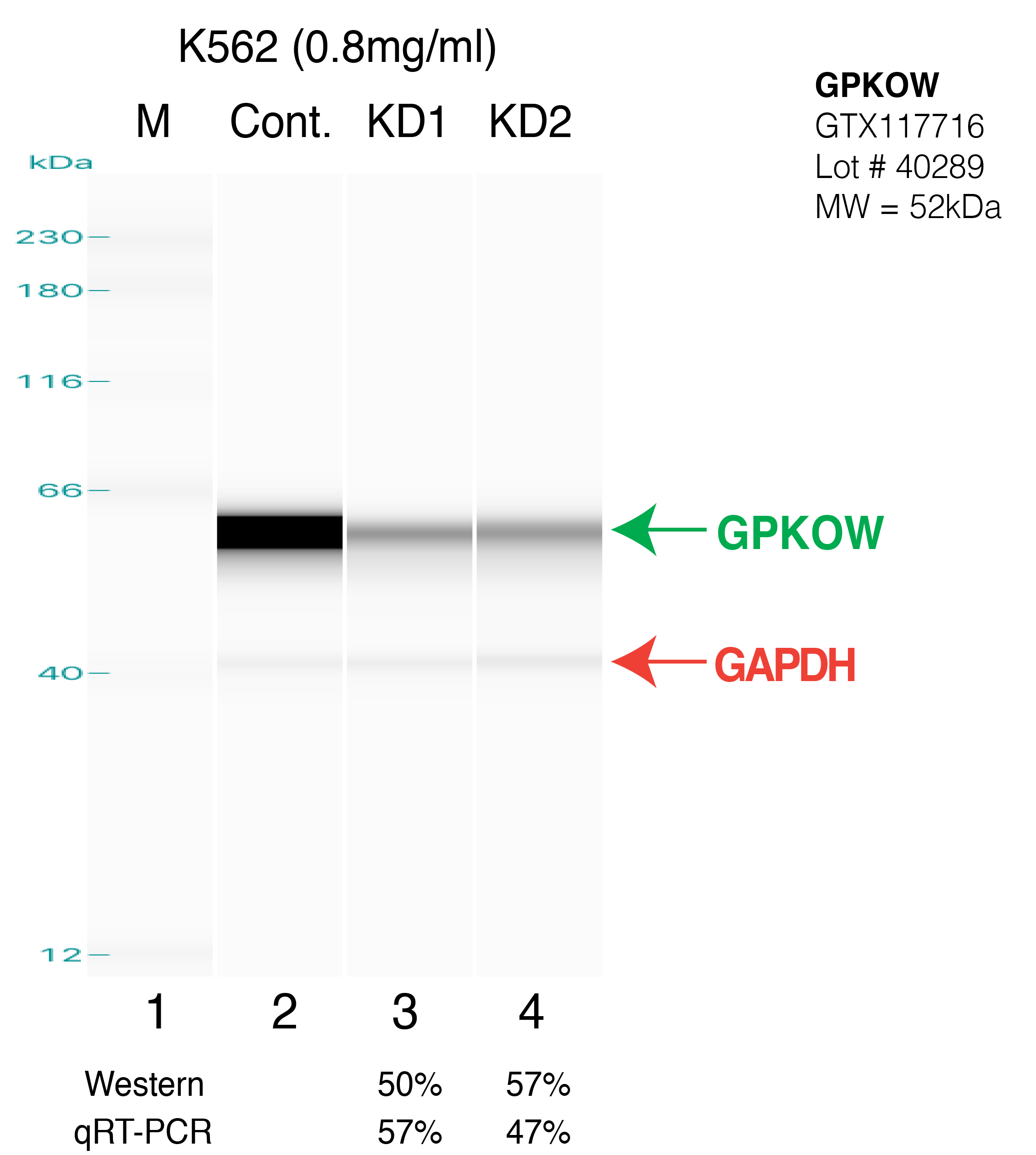 GPKOW-K562.png<br>Caption: Western blot following shRNA against GPKOW in K562 whole cell lysate using GPKOW specific antibody. Lane 1 is a ladder, lane 2 is K562 non-targeting control knockdown, lane 3 and 4 are two different shRNA against GPKOW.GPKOW protein appears as the green arrow, GAPDH serves as a control and appears in red arrow.