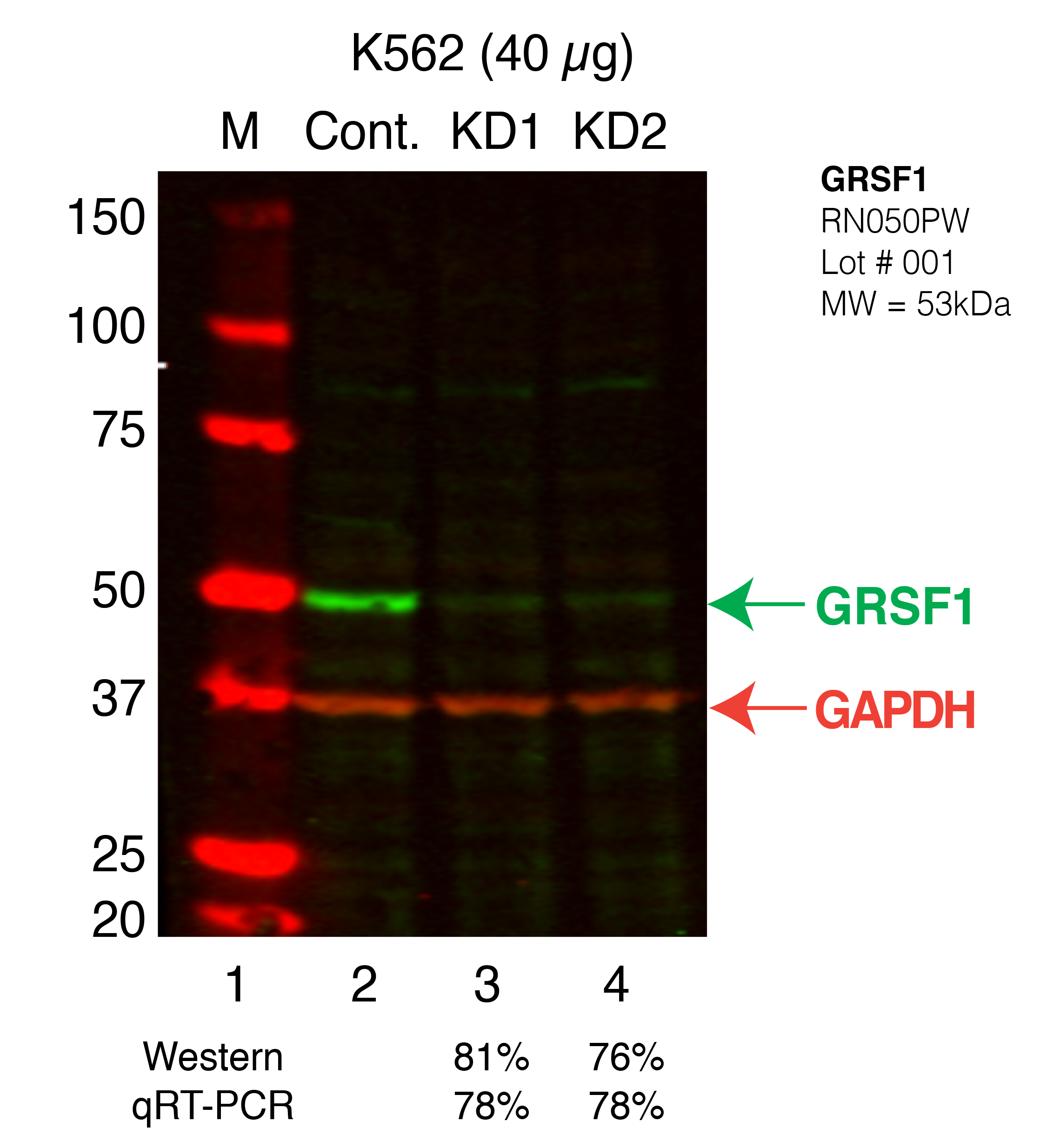 GRSF1-K562_Secondary_Western.png<br>Caption: Western blot following shRNA against GRSF1 in K562 whole cell lysate using GRSF1 specific antibody. Lane 1 is a ladder, lane 2 is K562 non-targeting control knockdown, lane 3 and 4 are two different shRNAs against GRSF1.GRSF1 protein appears as the green band, GAPDH serves as a control and appears in red.