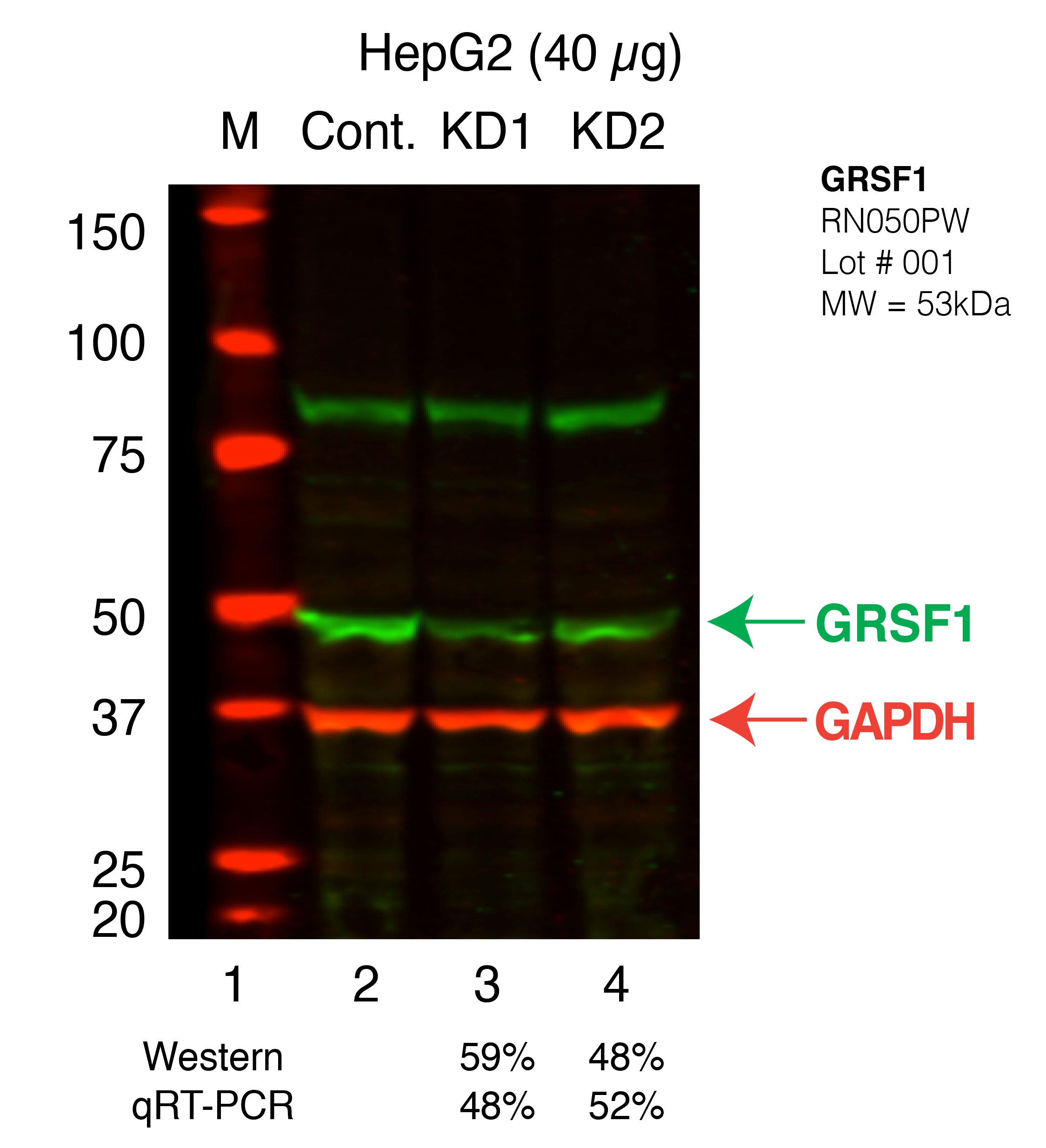 GRSF1_Secondary_Western.png<br>Caption: Western blot following shRNA against GRSF1 in HepG2 whole cell lysate using GRSF1 specific antibody. Lane 1 is a ladder, lane 2 is HpeG2 non-targeting control knockdown, lane 3 and 4 are two different shRNAs against GRSF1. GRSF1 protein appears as the green band, GAPDH serves as a control and appears in red.