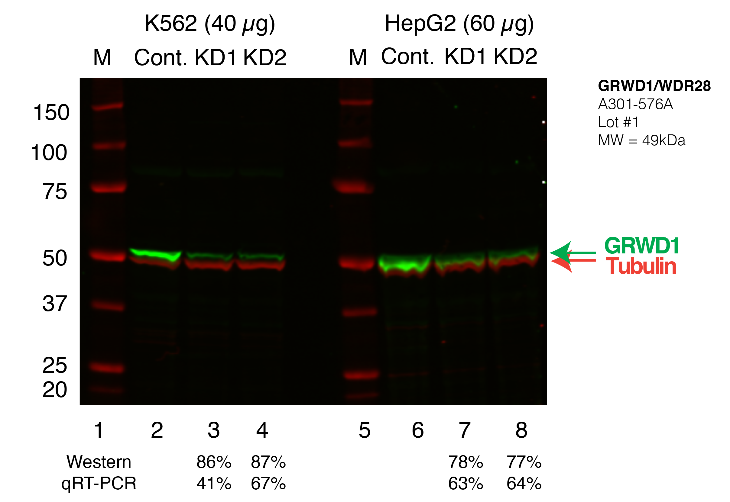 GRWD1_Secondary_Western.png<br>Caption: Western blot following shRNA against GRWD1 in K562 and HepG2 whole cell lysate using GRWD1 specific antibody. Lane 1 is a ladder, lane 2 is K562 non-targeting control knockdown, lane 2 and 3 are two different shRNAs against GRWD1. Lanes 5-7 follow the same pattern, but in HepG2. GRWD1 protein appears as the green band, GAPDH serves as a control and appears in red.