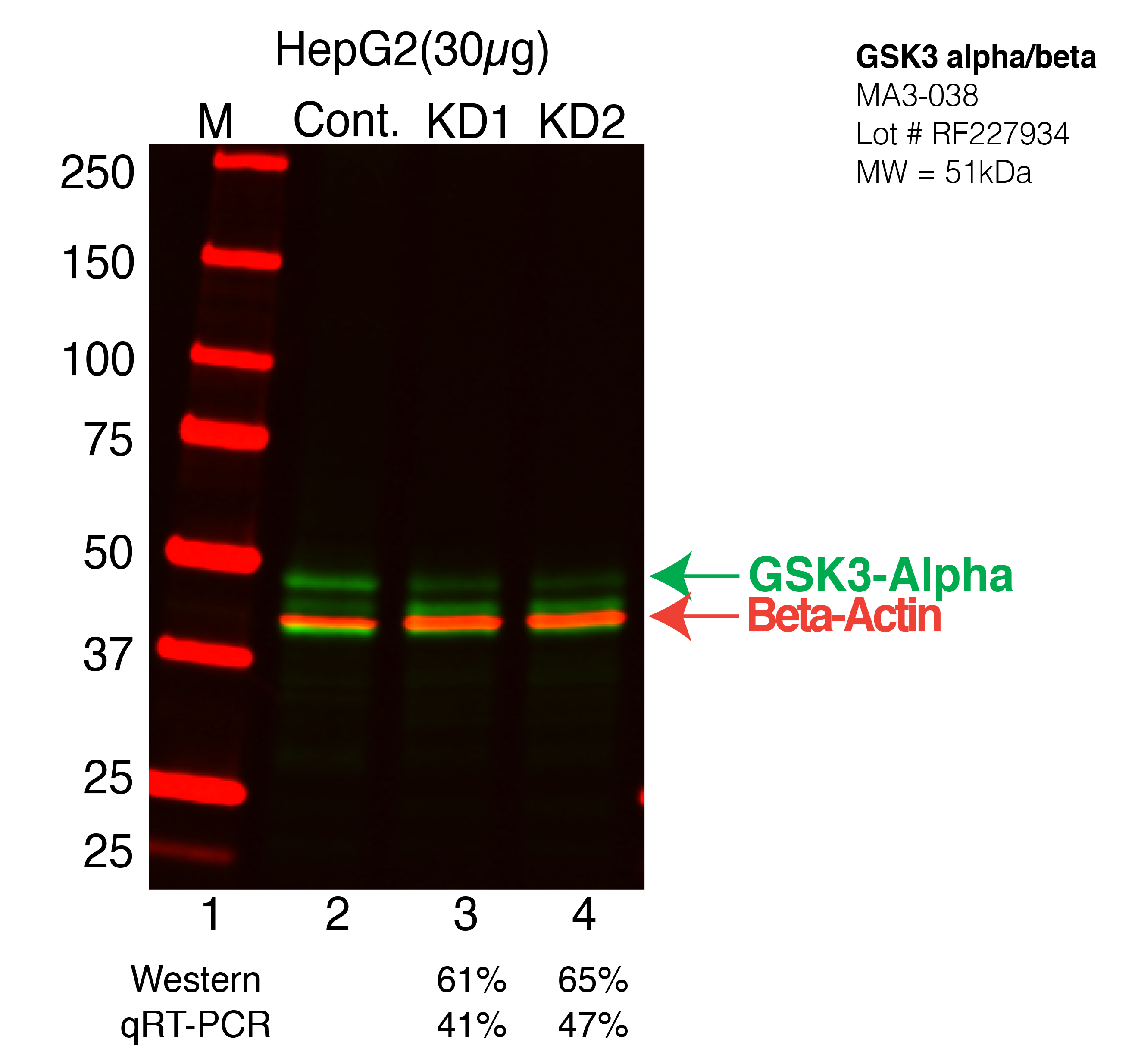 GSK3alpha-HEPG2-CRISPR-MA3-038.png<br>Caption: Western blot following CRISPR against GSK3A in HepG2 whole cell lysate using GSK3A specific antibody. Lane 1 is a ladder, lane 2 is HepG2 non-targeting control knockdown, lane 3 and 4 are two different CRISPR against GSK3A. GSK3A protein appears as the green arrow, Beta-actin serves as a control and appears in red arrow.