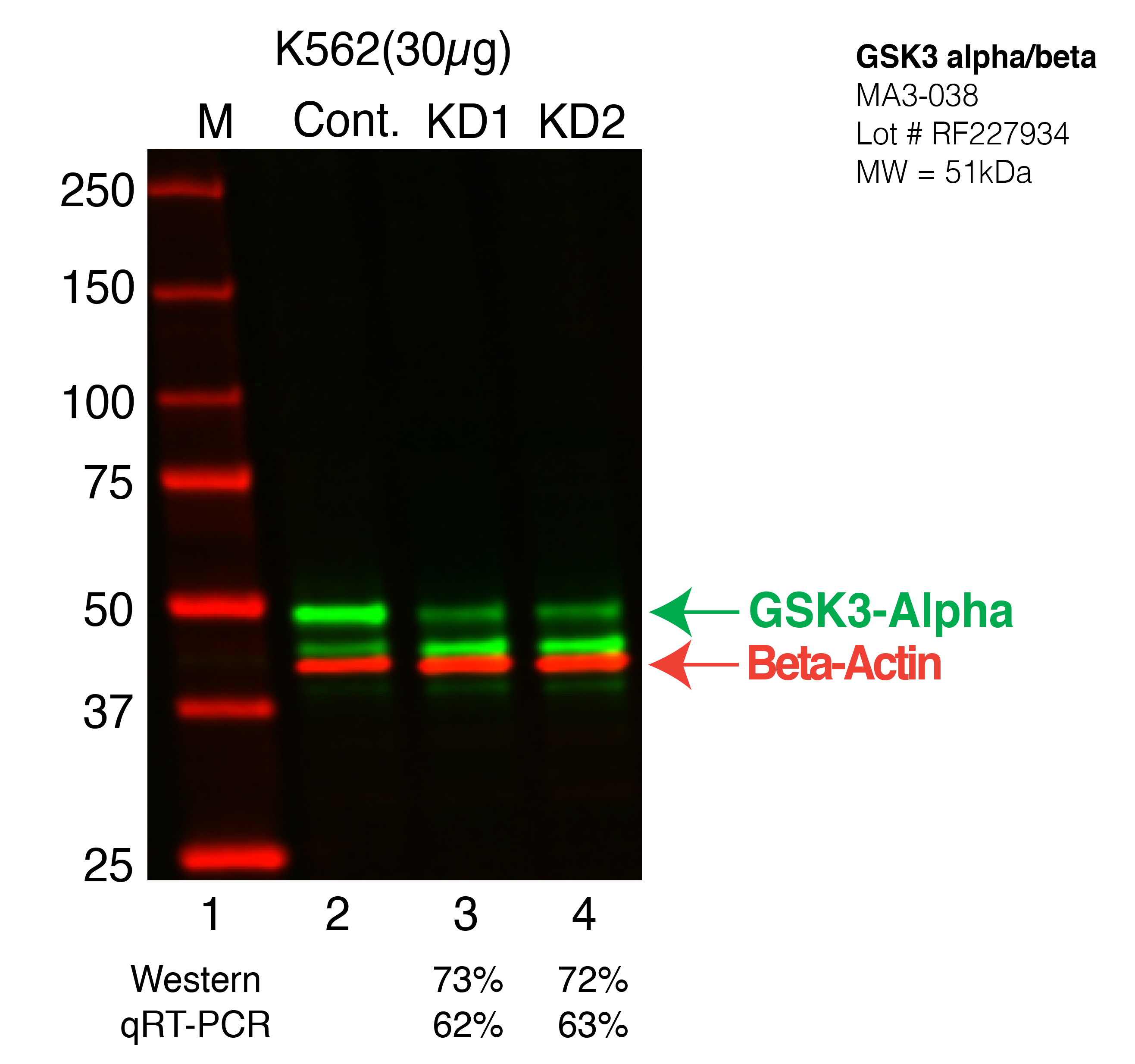 GSK3alpha-K562-CRISPR-MA3-038.png<br>Caption: Western blot following CRISPR against GSK3A in K562 whole cell lysate using GSK3A specific antibody. Lane 1 is a ladder, lane 2 is K562 non-targeting control knockdown, lane 3 and 4 are two different CRISPR against GSK3A. GSK3A protein appears as the green arrow, Beta-actin serves as a control and appears in red arrow.