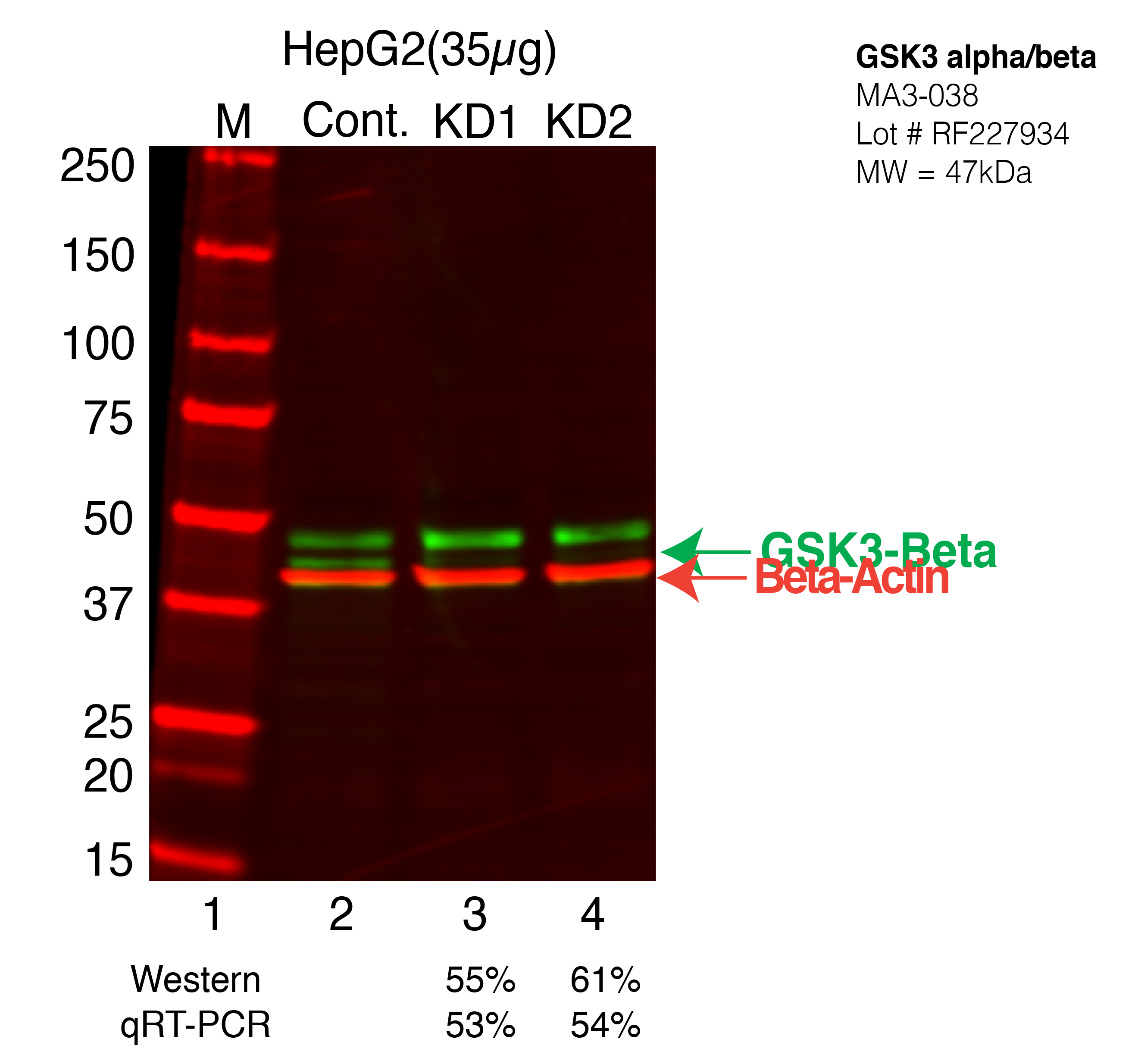 GSK3beta-HEPG2-CRISPR-MA3-038.png<br>Caption: Western blot following CRISPR against GSK3B in HepG2 whole cell lysate using GSK3B specific antibody. Lane 1 is a ladder, lane 2 is HepG2 non-targeting control knockdown, lane 3 and 4 are two different CRISPR against GSK3B. GSK3B protein appears as the green arrow, Beta-actin serves as a control and appears in red arrow.