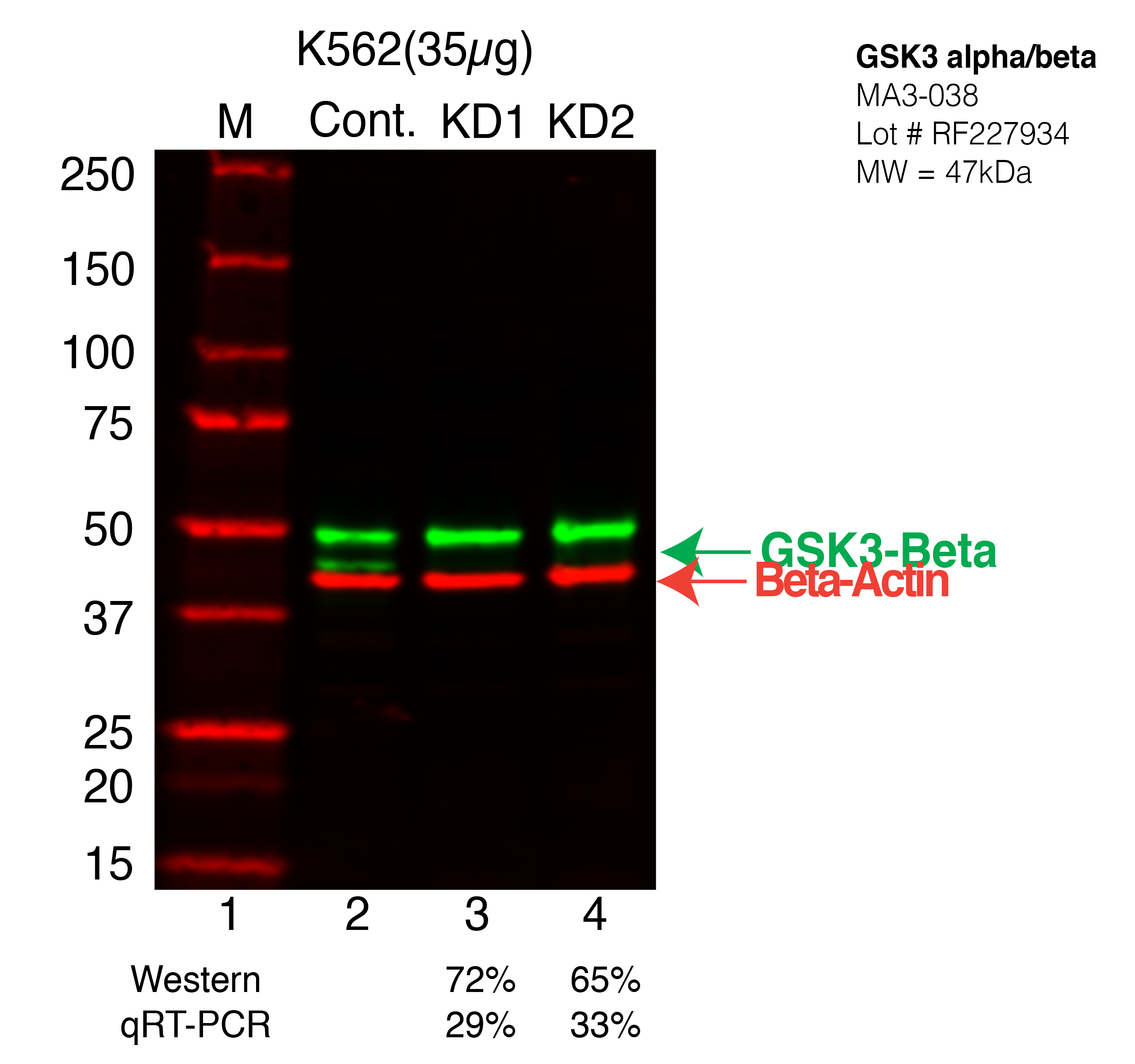 GSK3beta-K562-CRISPR-MA3-038.png<br>Caption: Western blot following CRISPR against GSK3B in K562 whole cell lysate using GSK3B specific antibody. Lane 1 is a ladder, lane 2 is K562 non-targeting control knockdown, lane 3 and 4 are two different CRISPR against GSK3B. GSK3B protein appears as the green arrow, Beta-actin serves as a control and appears in red arrow.