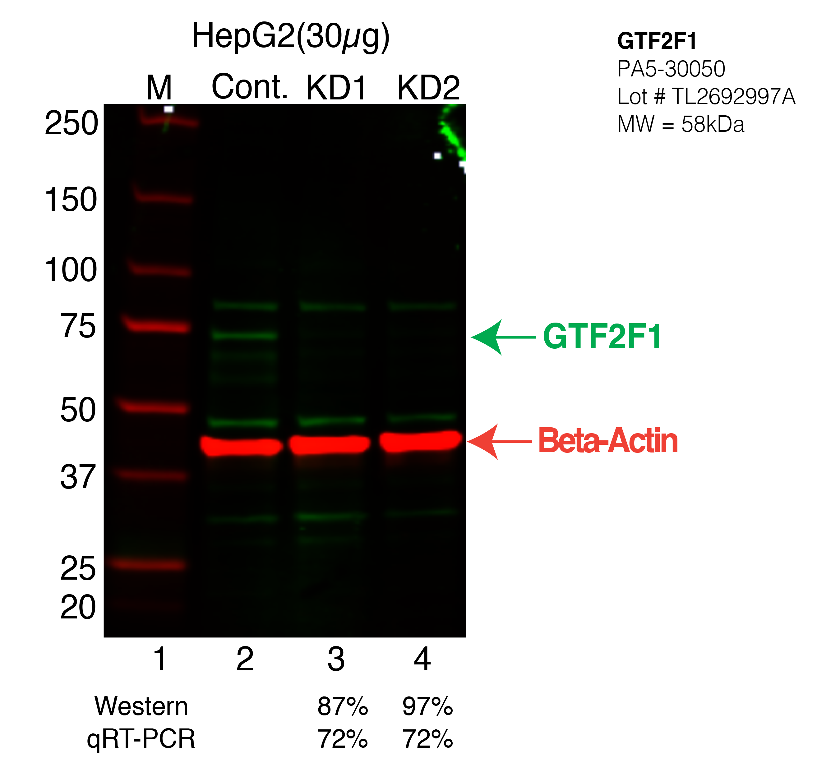 GTF2F1-HEPG2-PA5-30050.png<br>Caption: Western blot following shRNA against GTF2F1 in HepG2 whole cell lysate using GTF2F1 specific antibody. Lane 1 is a ladder, lane 2 is HepG2 non-targeting control knockdown, lane 3 and 4 are two different shRNA against GTF2F1. GTF2F1 protein appears as the green arrow, Beta-actin serves as a control and appears in red arrow.