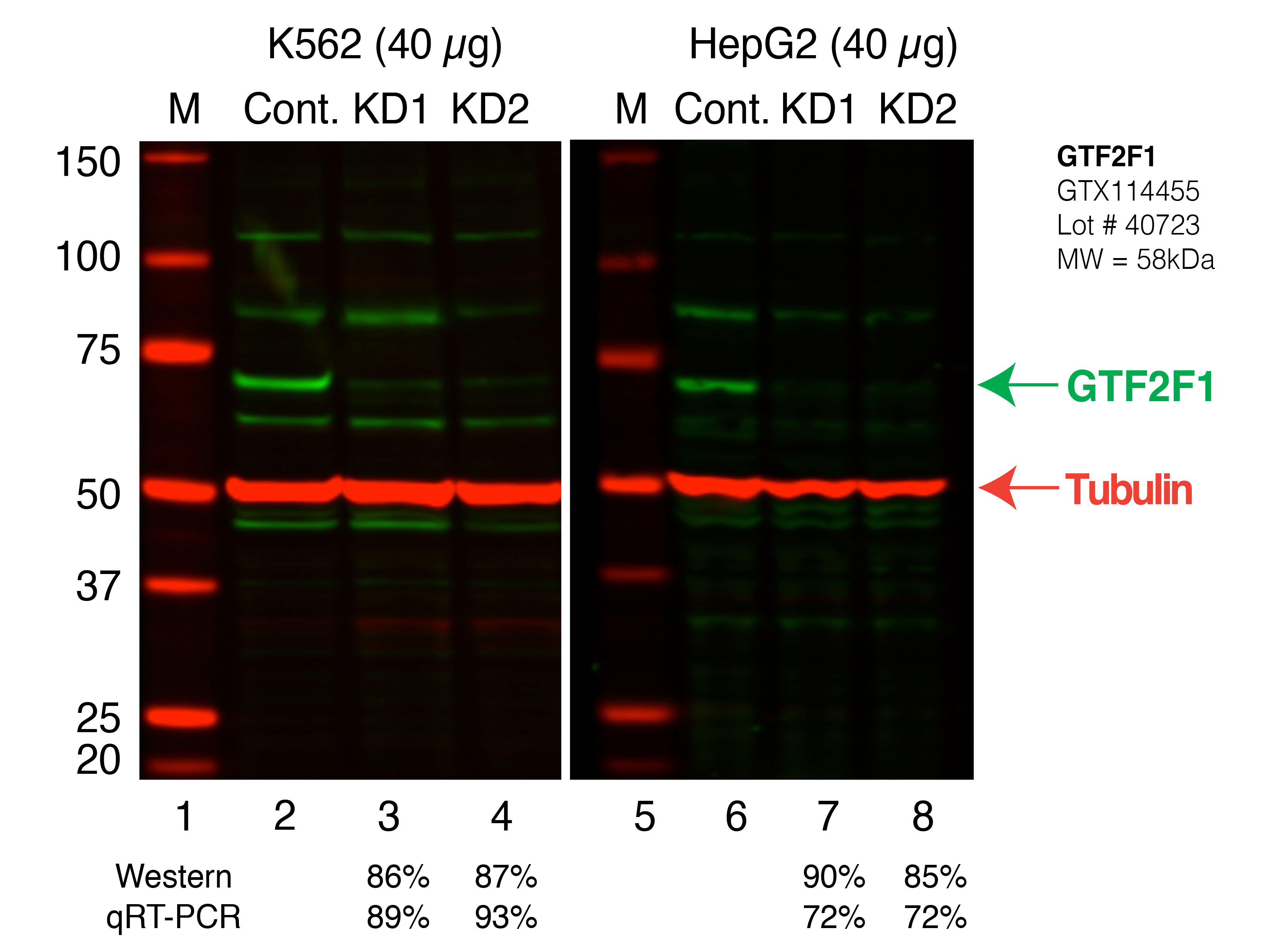 GTF2F1_Secondary_Western.png<br>Caption: Western blot following shRNA against GTF2F1 in K562 and HepG2 whole cell lysate using GTF2F1 specific antibody. Lane 1 is a ladder, lane 2 is K562 non-targeting control knockdown, lane 3 and 4 are two different shRNAs against GTF2F1. Lanes 5-8 follow the same pattern, but in HepG2. GTF2F1 protein appears as the green band, Tubulin serves as a control and appears in red.