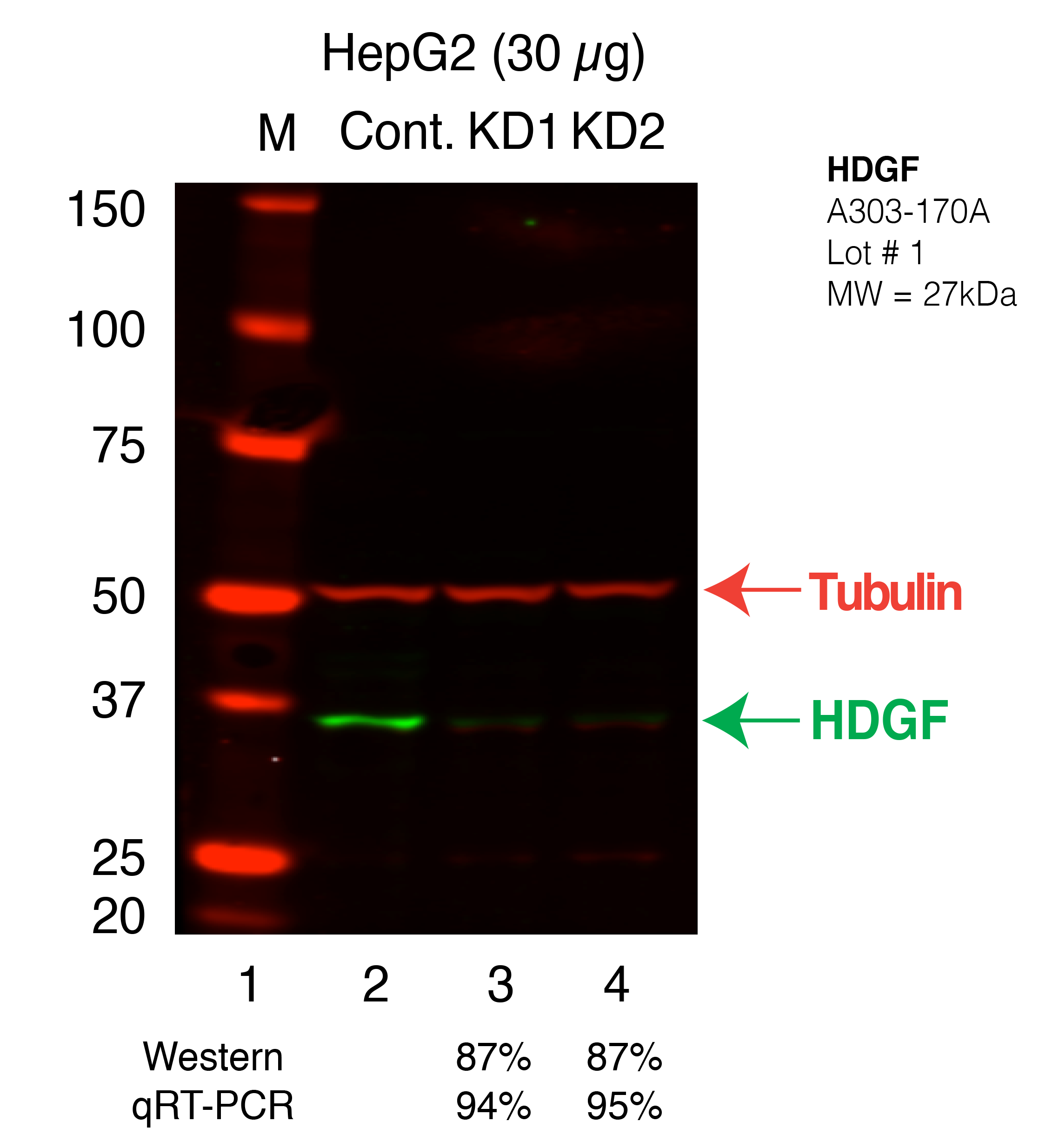 HDGF-HEPG2_Secondary_Western.png<br>Caption: Western blot following shRNA against HDGF in HepG2 whole cell lysate using HDGF specific antibody. Lane 1 is a ladder, lane 2 is HepG2 non-targeting control knockdown, lane 3 and 4 are two different shRNAs against HDGF.HDGF protein appears as the green band, Tubulin serves as a control and appears in red.