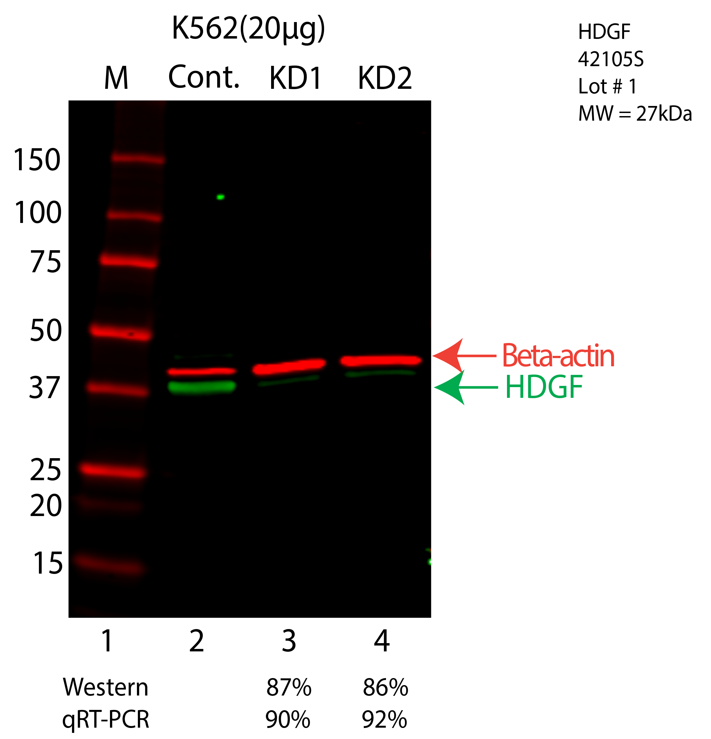 HDGF-K562-42105S.png<br>Caption: Western blot following shRNA against HDGF in K562 whole cell lysate using HDGF specific antibody. Lane 1 is a ladder, lane 2 is K562 non-targeting control knockdown, lane 3 and 4 are two different shRNA against HDGF. HDGF protein appears as the green arrow, Beta-actin serves as a control and appears in red arrow.