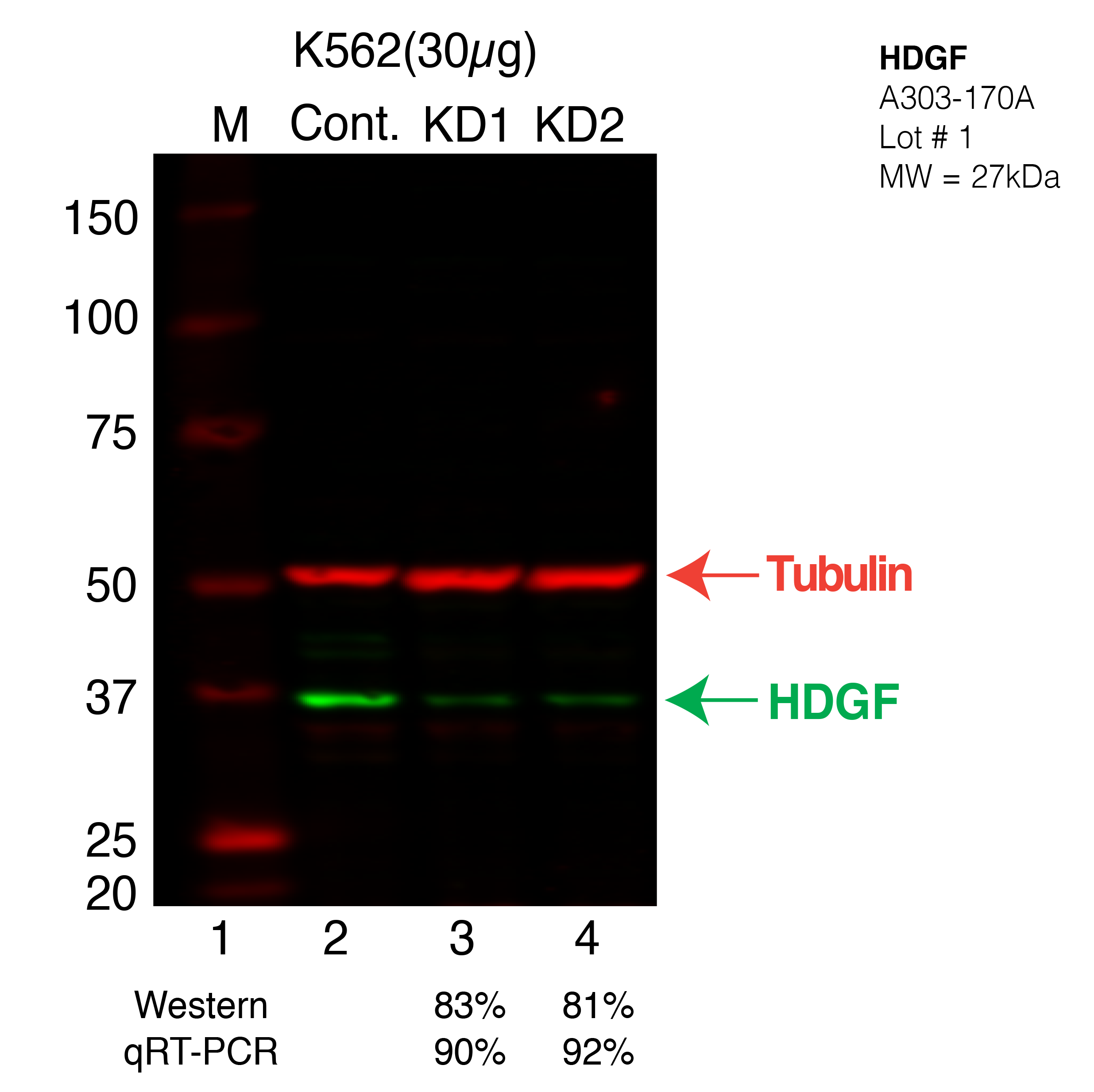 HDGF-K562.png<br>Caption: Western blot following shRNA against HDGF in K562 whole cell lysate using HDGF specific antibody. Lane 1 is a ladder, lane 2 is K562 non-targeting control knockdown, lane 3 and 4 are two different shRNA against HDGF.HDGF protein appears as the green band, Tubulin serves as a control and appears in red.