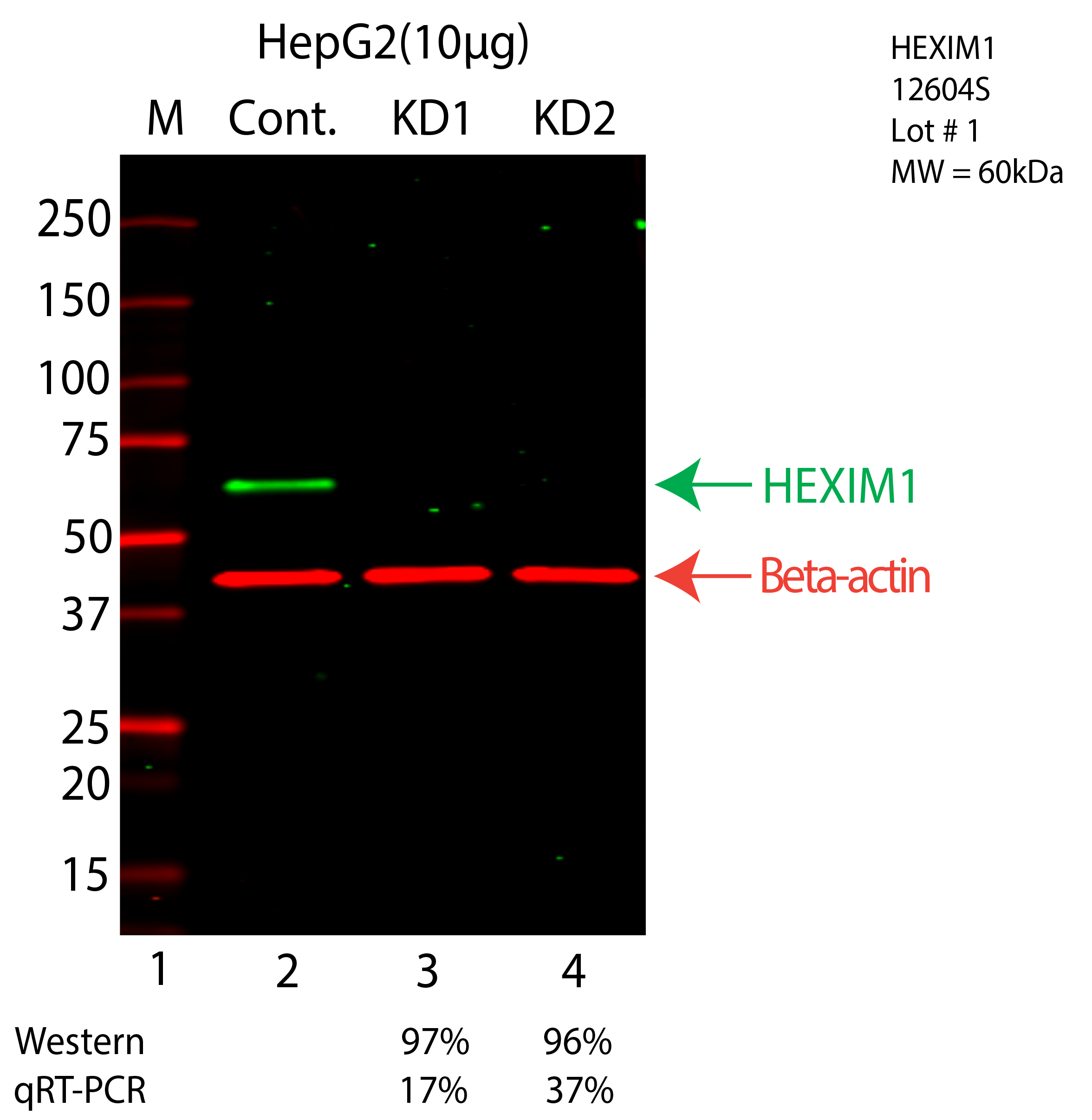 HEXIM1-HEPG2-CRISPR-12604S.png<br>Caption: Western blot following CRISPR against HEXIM1 in HepG2 whole cell lysate using HEXIM1 specific antibody. Lane 1 is a ladder, lane 2 is HepG2 non-targeting control knockdown, lane 3 and 4 are two different CRISPR against HEXIM1. HEXIM1 protein appears as the green arrow, Beta-actin serves as a control and appears in red arrow.