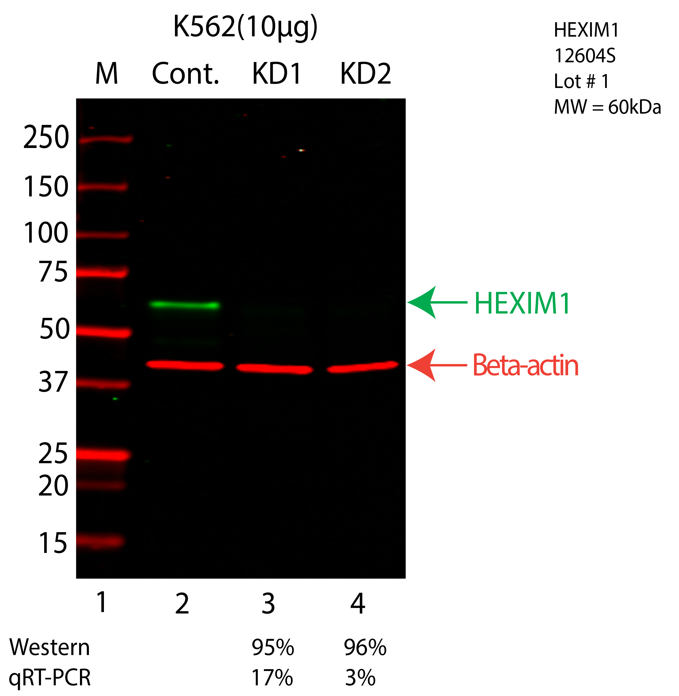 HEXIM1-K562-CRISPR-12604S.png<br>Caption: Western blot following CRISPR against HEXIM1 in K562 whole cell lysate using HEXIM1 specific antibody. Lane 1 is a ladder, lane 2 is K562 non-targeting control knockdown, lane 3 and 4 are two different CRISPR against HEXIM1. HEXIM1 protein appears as the green arrow, Beta-actin serves as a control and appears in red arrow.