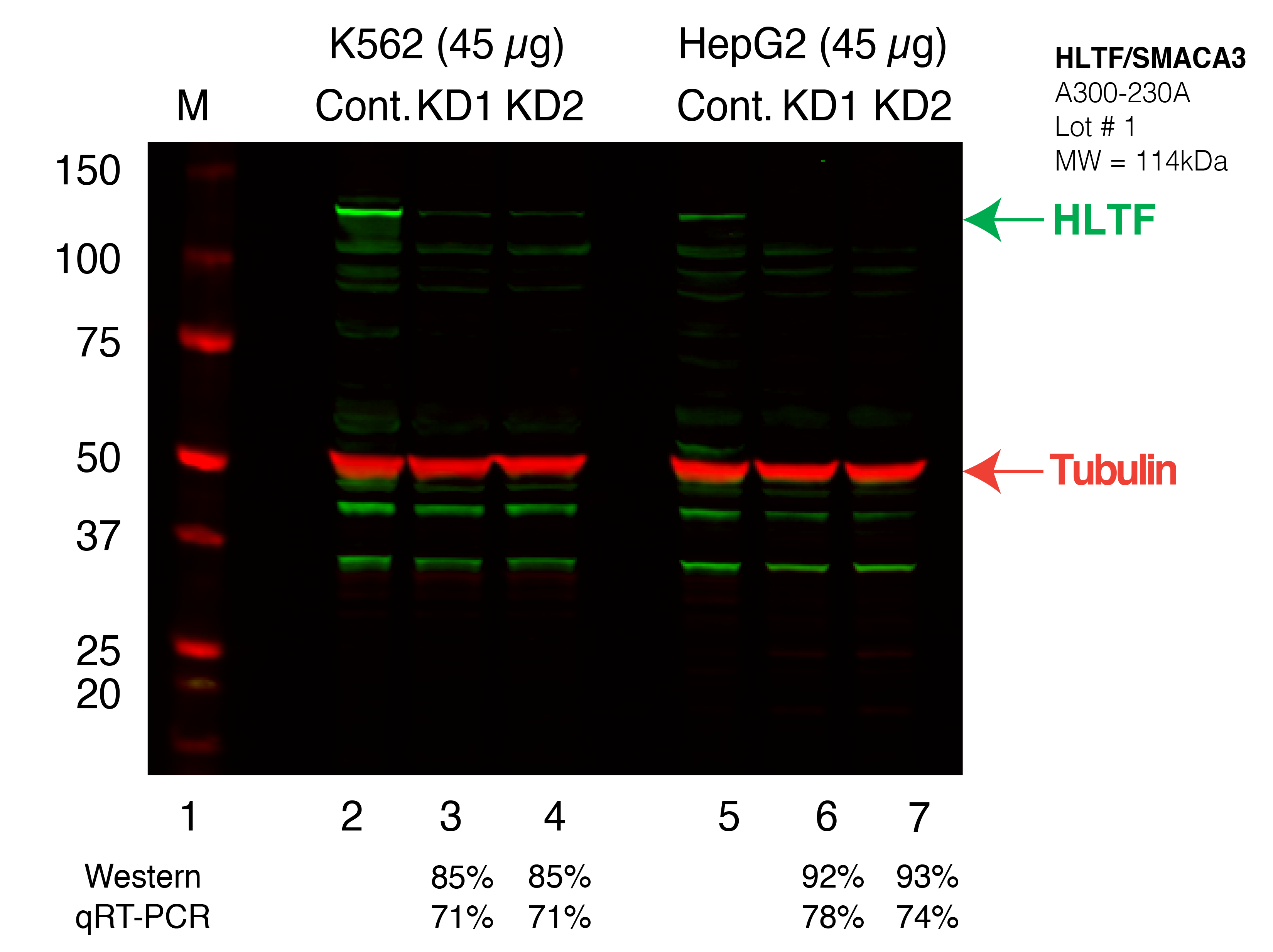 HLTF_Secondary_Western.png<br>Caption: Western blot following shRNA against HLTF in K562 and HepG2 whole cell lysate using HLTF specific antibody. Lane 1 is a ladder, lane 2 is K562 non-targeting control knockdown, lane 3 and 4 are two different shRNAs against HLTF. Lanes 5-7 follow the same pattern, but in HepG2. HLTF protein appears as the green band, Tubulin serves as a control and appears in red.