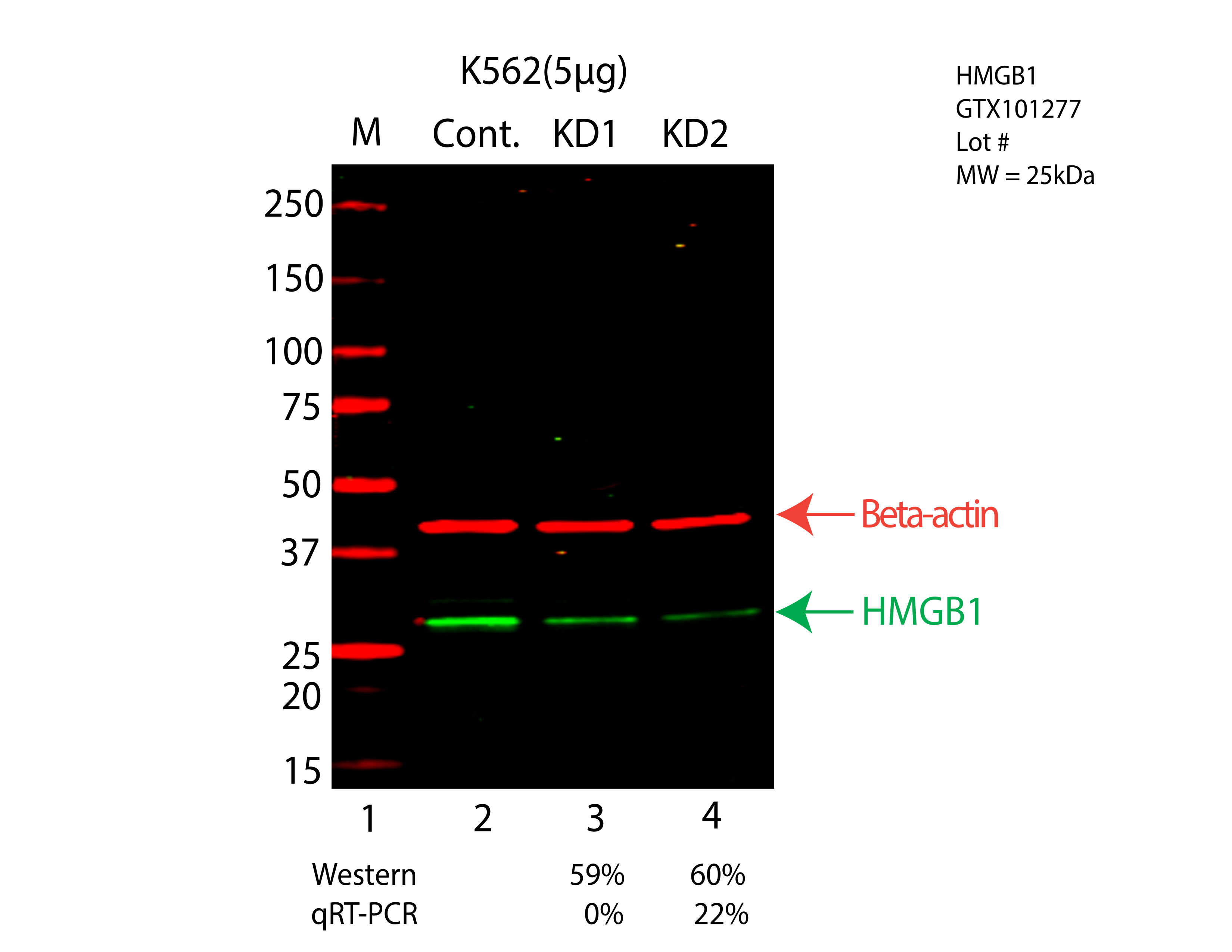 HMGB1-K562-CRISPR-GTX101277.png<br>Caption: Western blot following CRISPR against HMGB1 in K562 whole cell lysate using HMGB1 specific antibody. Lane 1 is a ladder, lane 2 is K562 non-targeting control knockdown, lane 3 and 4 are two different CRISPR against HMGB1. HMGB1 protein appears as the green arrow, Beta-actin serves as a control and appears in red arrow.