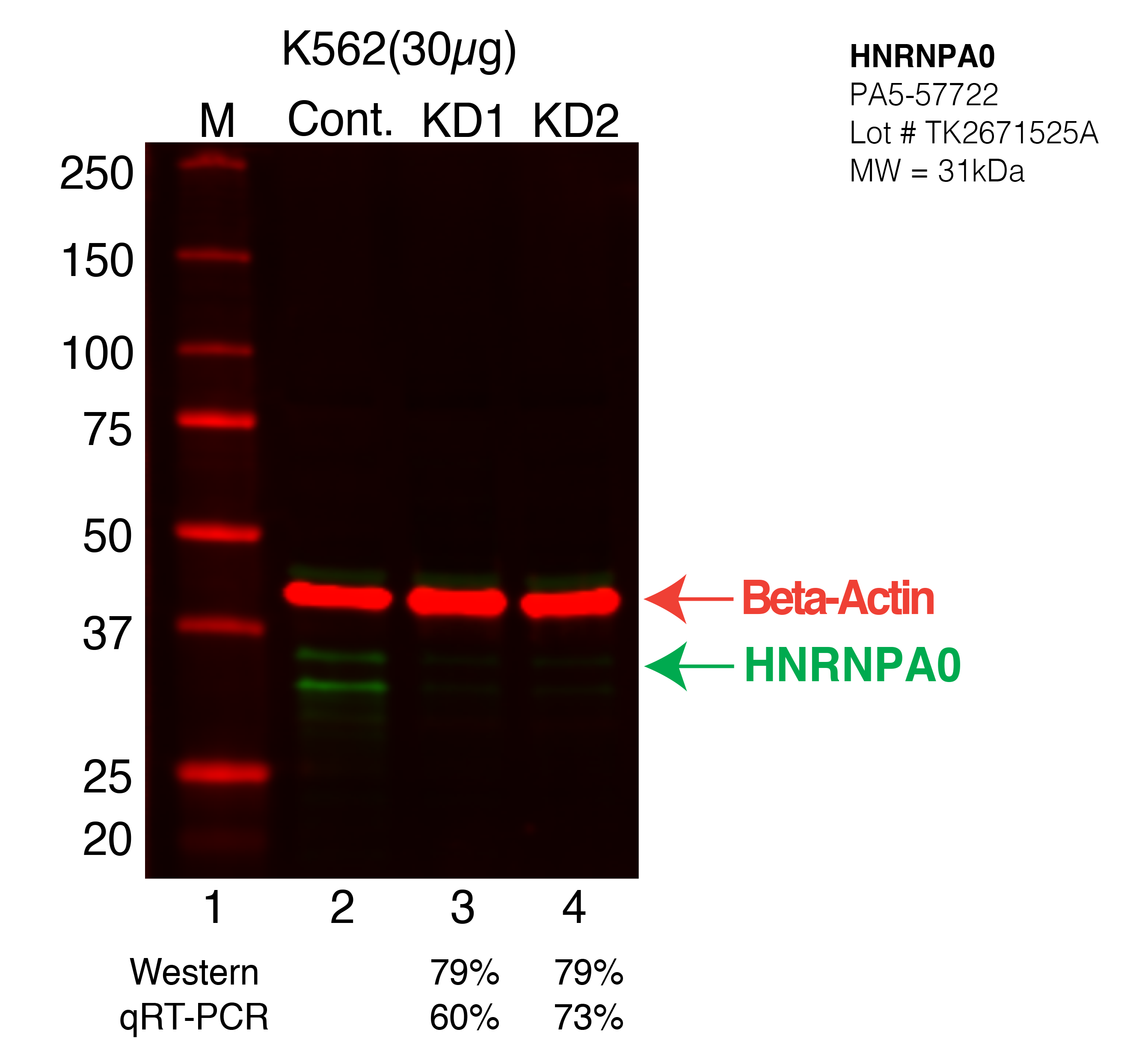 HNRNPA0-K562-PA5-57722.png<br>Caption: Western blot following shRNA against HNRNPA0 in K562 whole cell lysate using HNRNPA0 specific antibody. Lane 1 is a ladder, lane 2 is K562 non-targeting control knockdown, lane 3 and 4 are two different shRNA against HNRNPA0. HNRNPA0 protein appears as the green arrow, Beta-actin serves as a control and appears in red arrow.