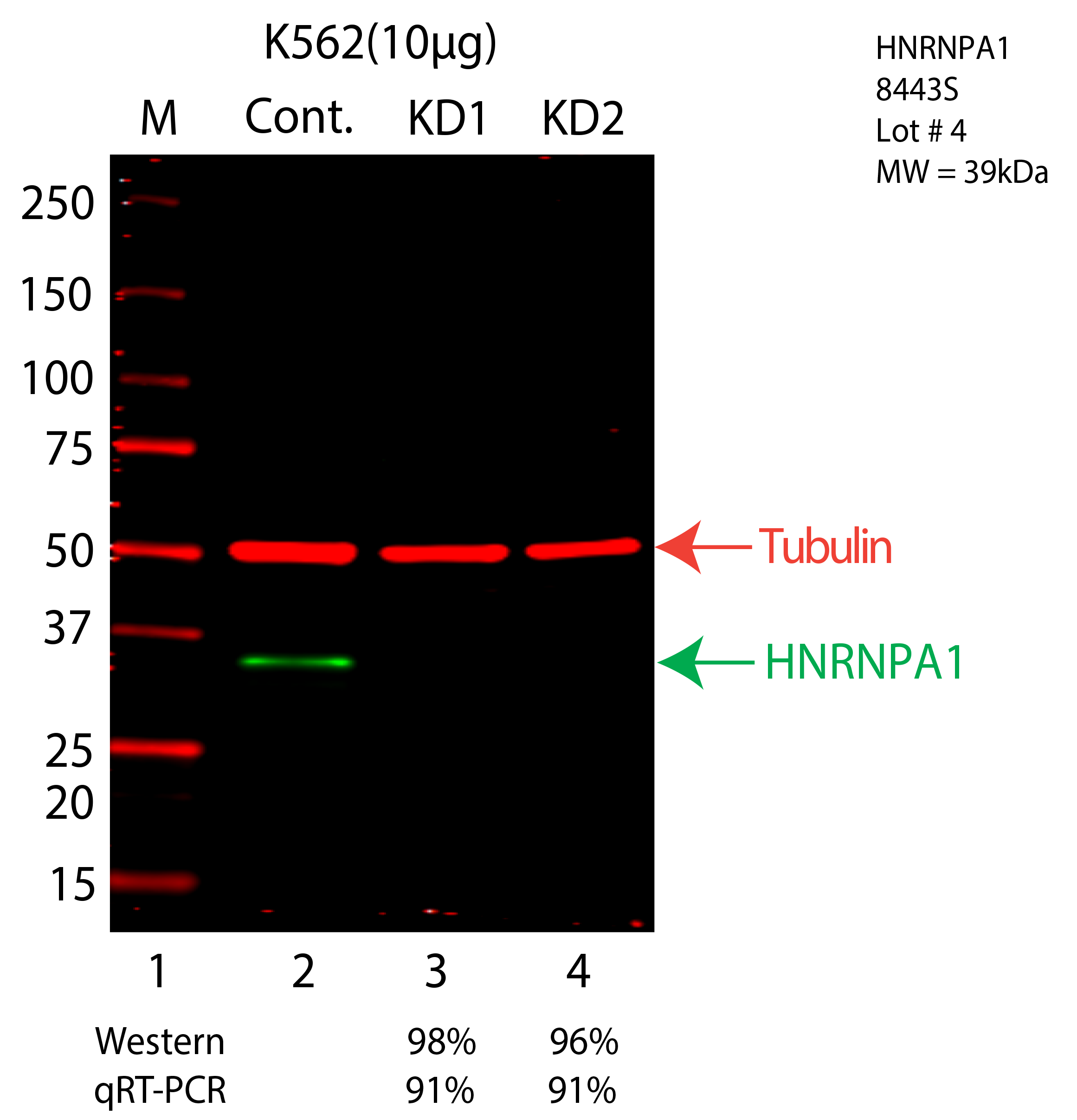 HNRNPA1-K562-8443S.png<br>Caption: Western blot following shRNA against HNRNPA1 in K562 whole cell lysate using HNRNPA1 specific antibody. Lane 1 is a ladder, lane 2 is K562 non-targeting control knockdown, lane 3 and 4 are two different shRNA against HNRNPA1. HNRNPA1 protein appears as the green arrow, Tubulin serves as a control and appears in red arrow.