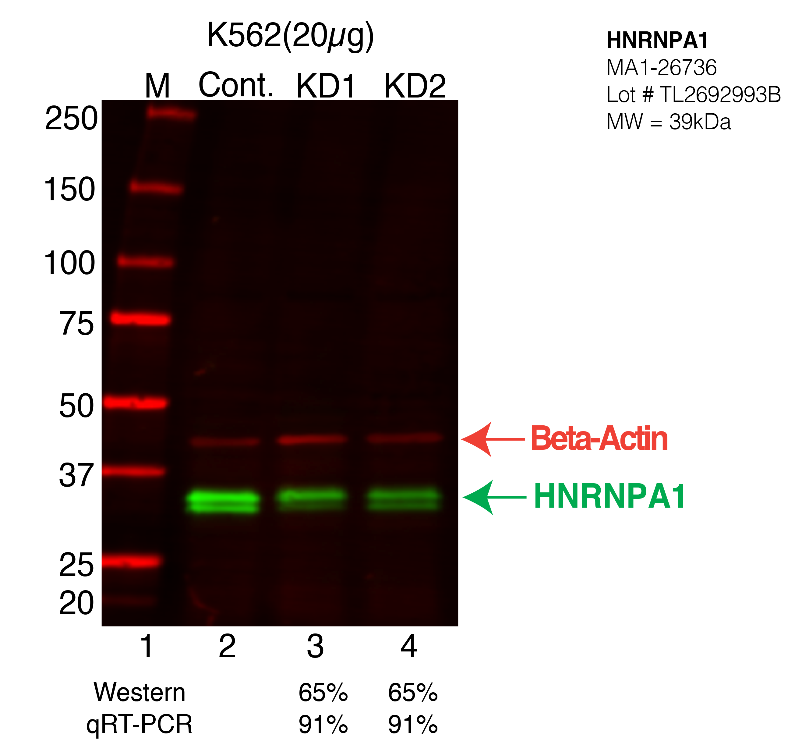 HNRNPA1-K562-MA1-26736.png<br>Caption: Western blot following shRNA against HNRNPA1 in K562 whole cell lysate using HNRNPA1 specific antibody. Lane 1 is a ladder, lane 2 is K562 non-targeting control knockdown, lane 3 and 4 are two different shRNA against HNRNPA1. HNRNPA1 protein appears as the green arrow, Beta-actin serves as a control and appears in red arrow.