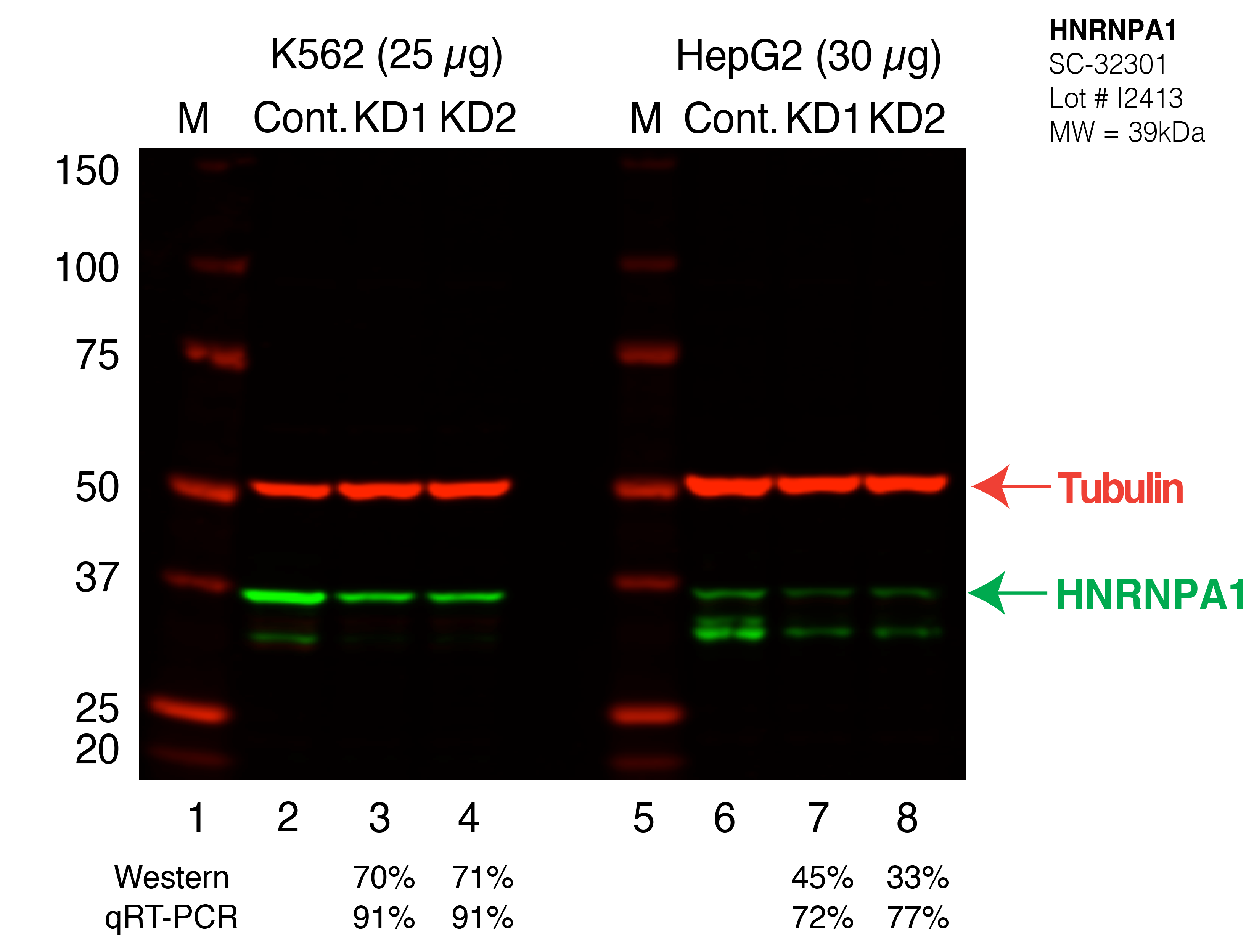 HNRNPA1_Secondary_Western.png<br>Caption: Western blot following shRNA against HNRNPA1 in K562 and HepG2 whole cell lysate using HNRNPA1 specific antibody. Lane 1 is a ladder, lane 2 is K562 non-targeting control knockdown, lane 3 and 4 are two different shRNAs against HNRNPA1. Lanes 5-8 follow the same pattern, but in HepG2. HNRNPA1 protein appears as the green band, Tubulin serves as a control and appears in red.